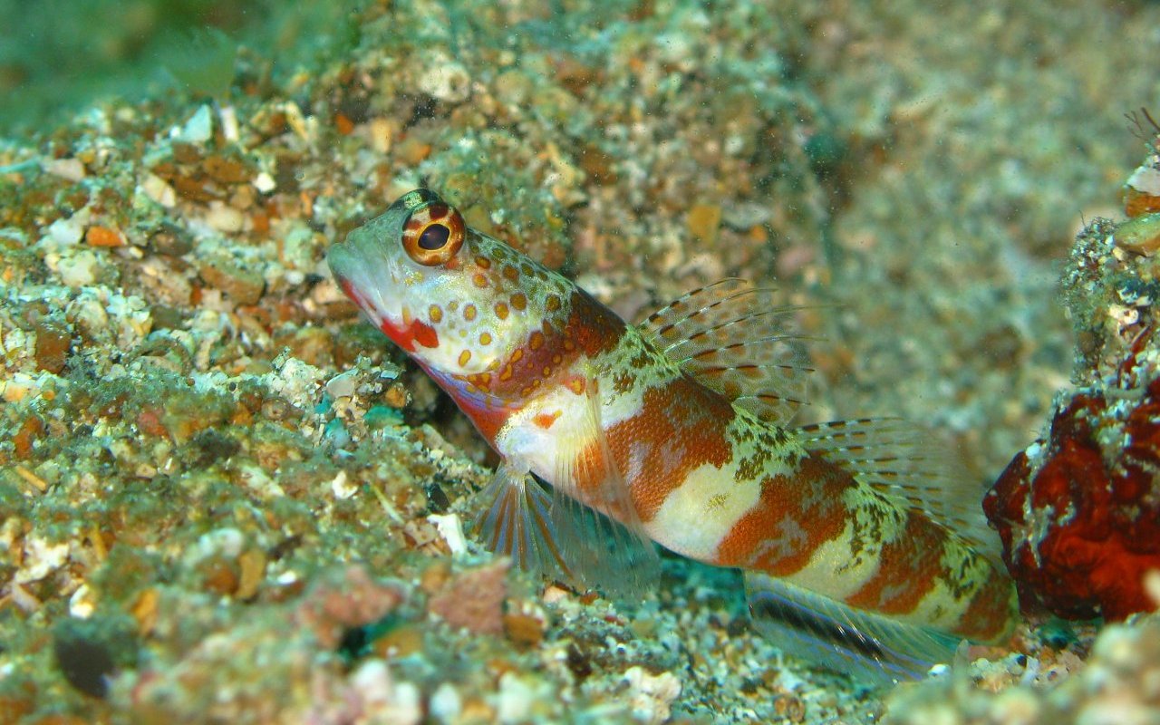 Goby 131