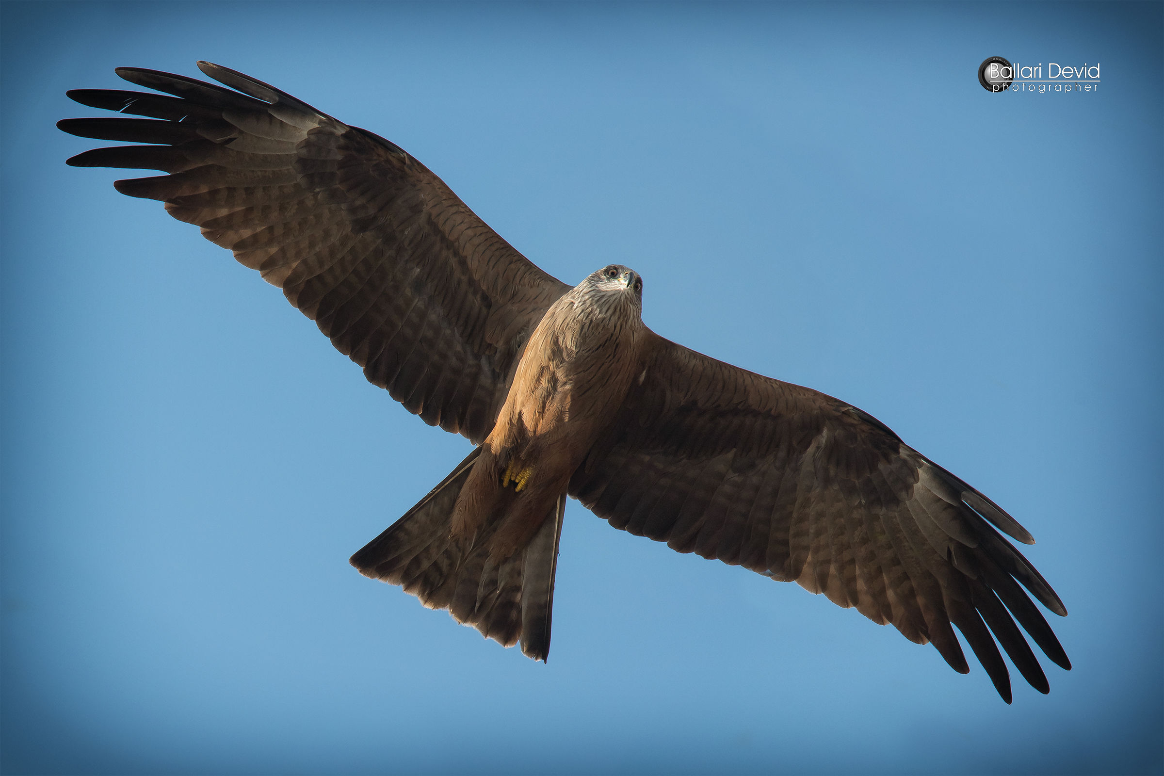 Brown kite