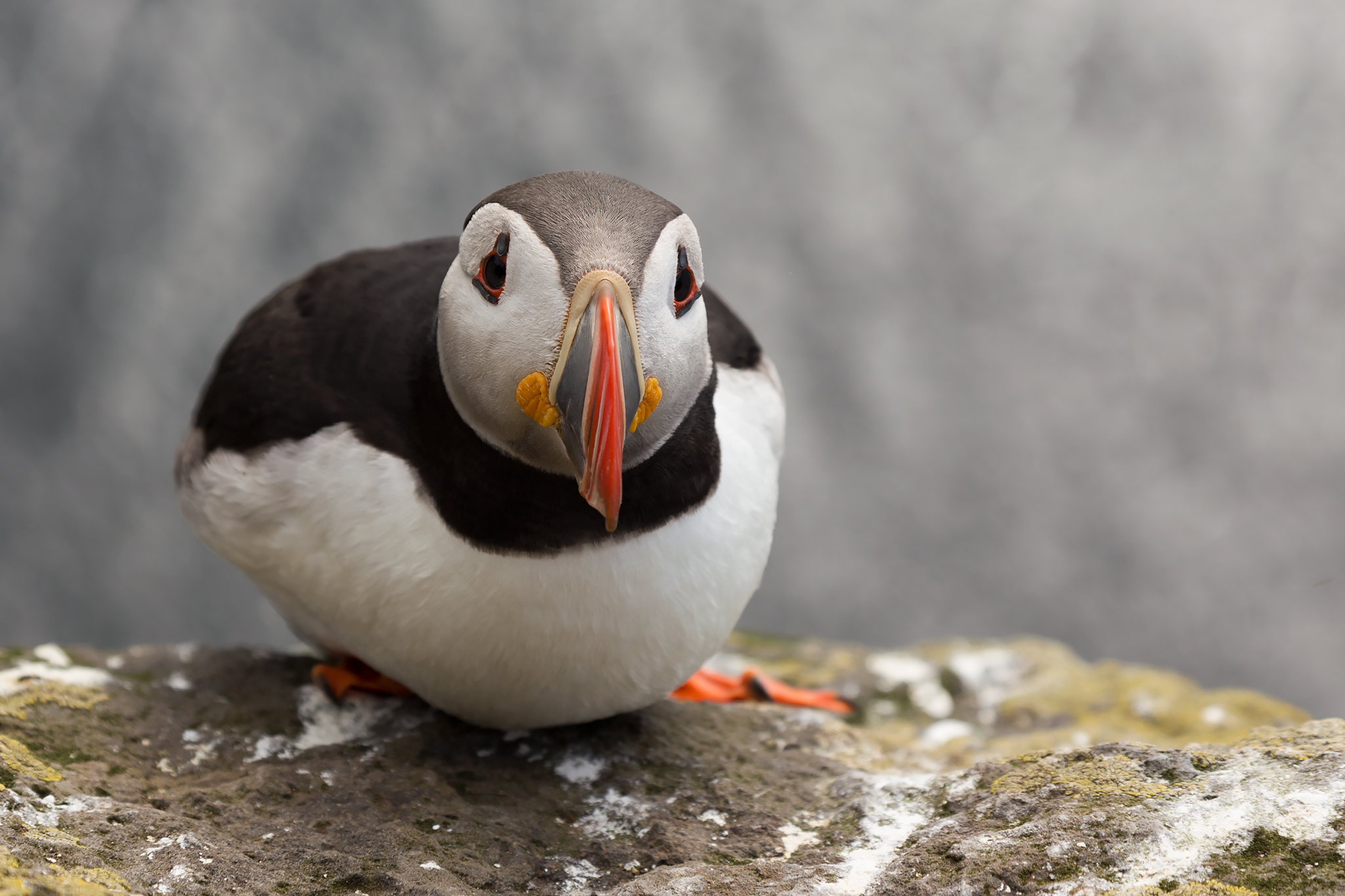 Puffin