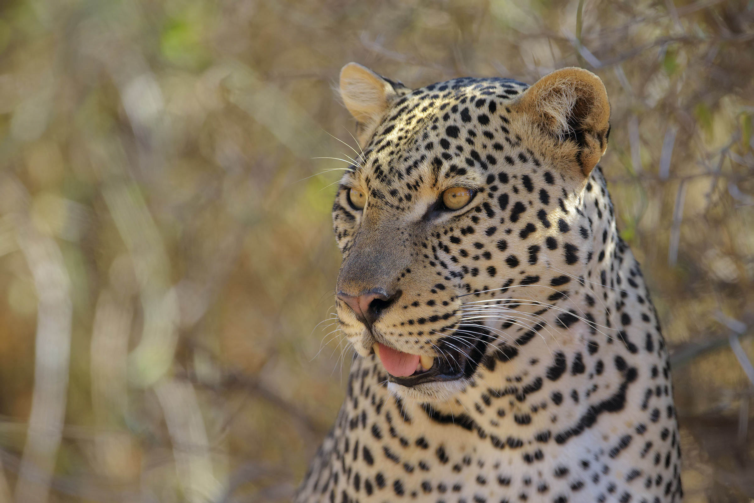 Il ritratto di Gustavo