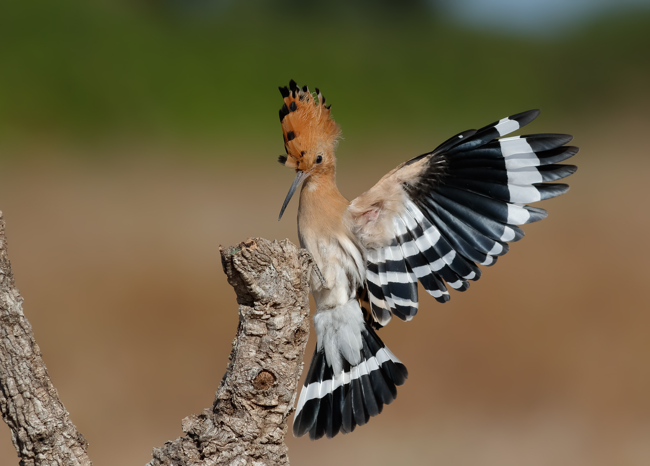 Hoopoe