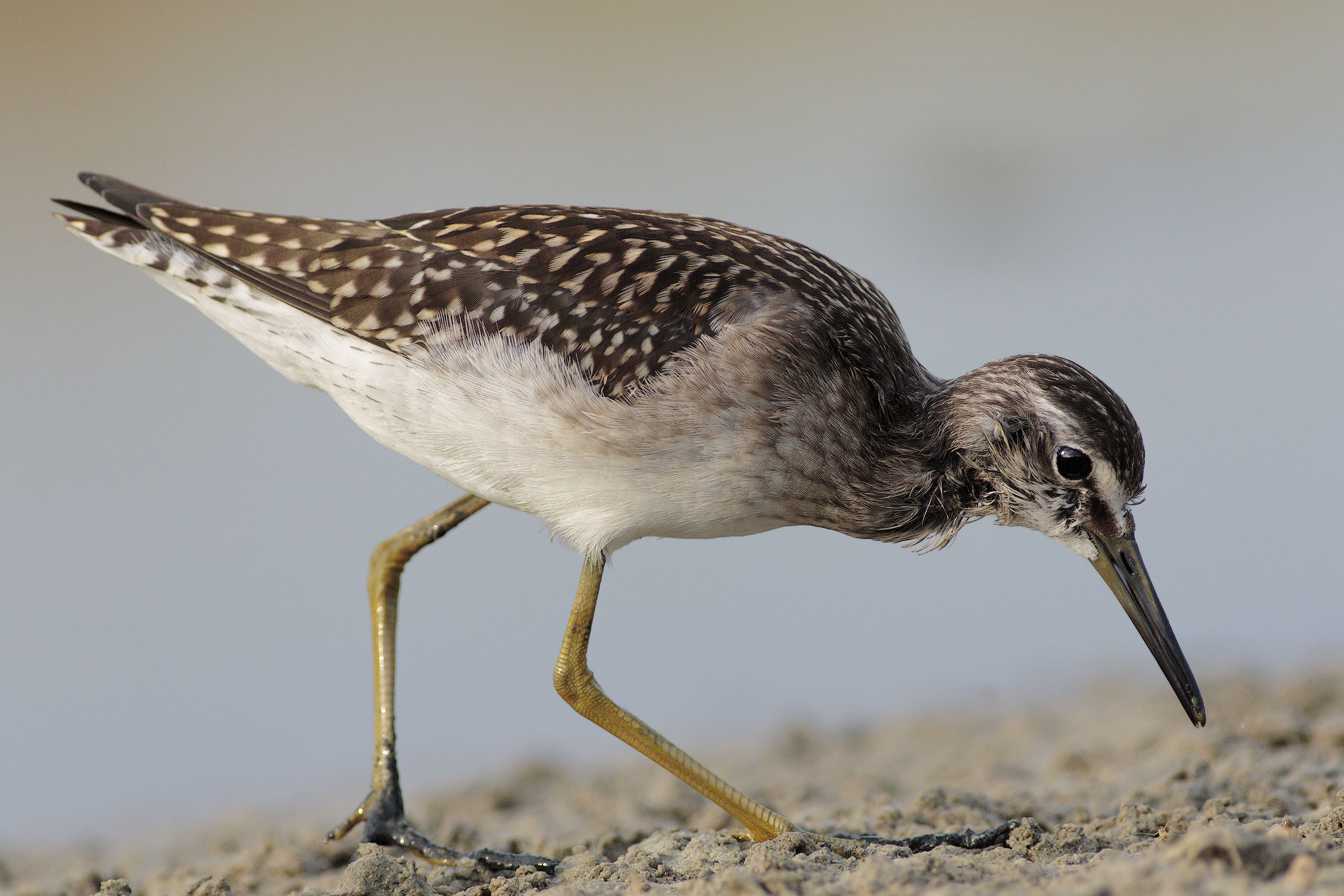 Piro Piro Boschereccio