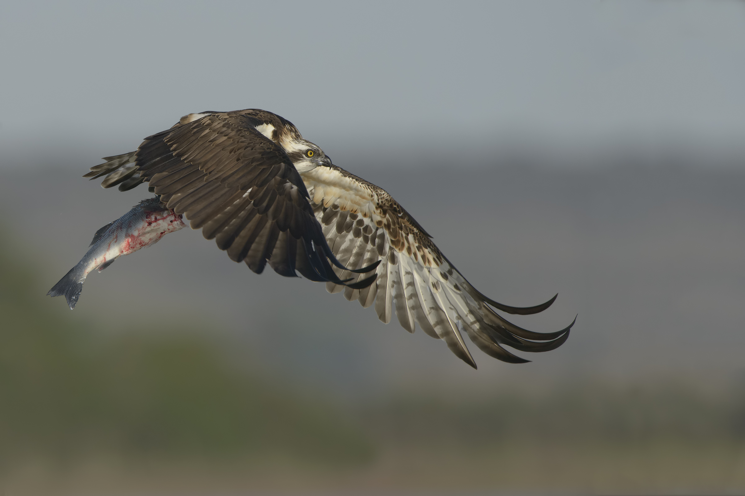 il falco e la spigola