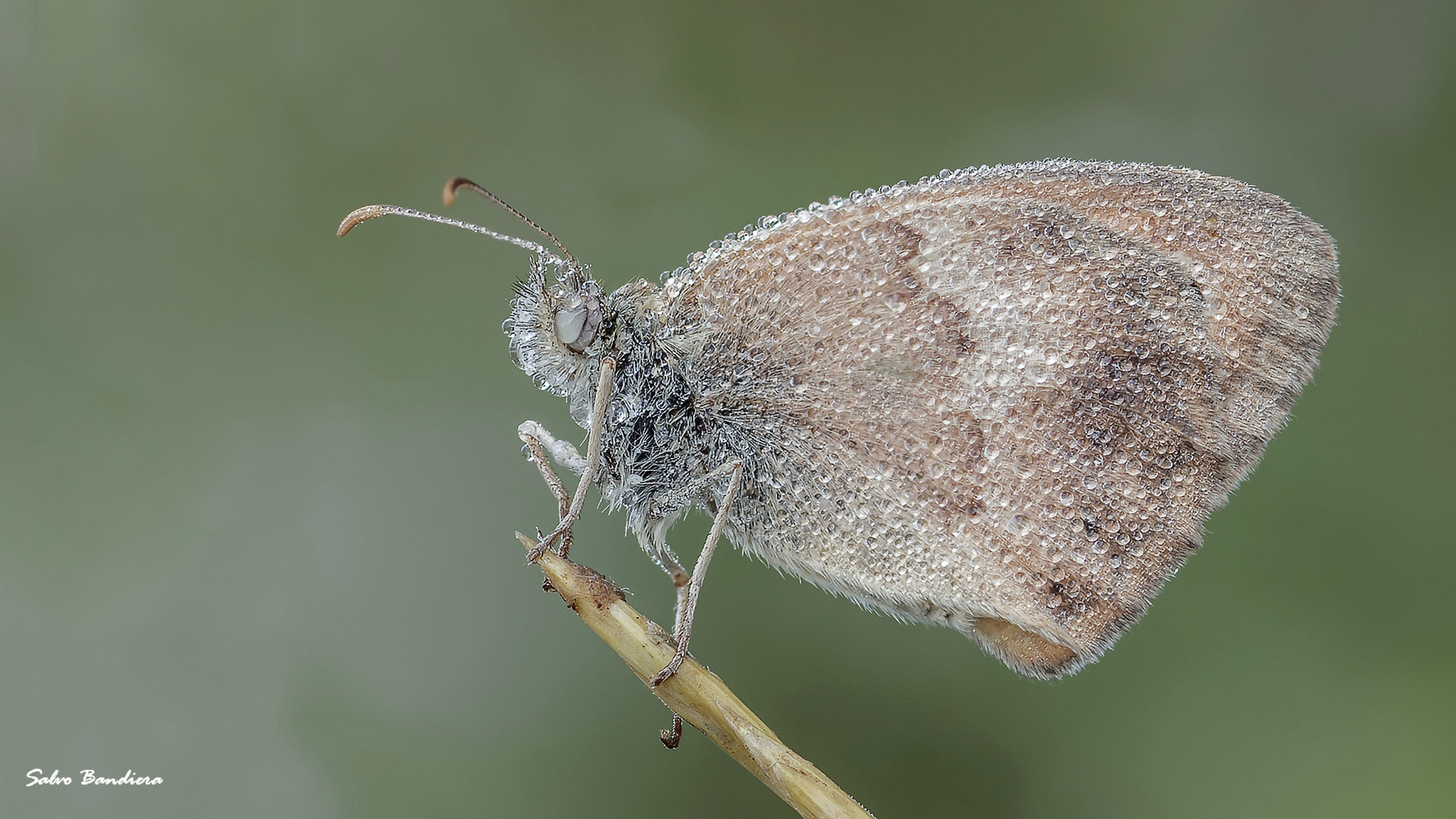 Coenonympha Pamphilus ...