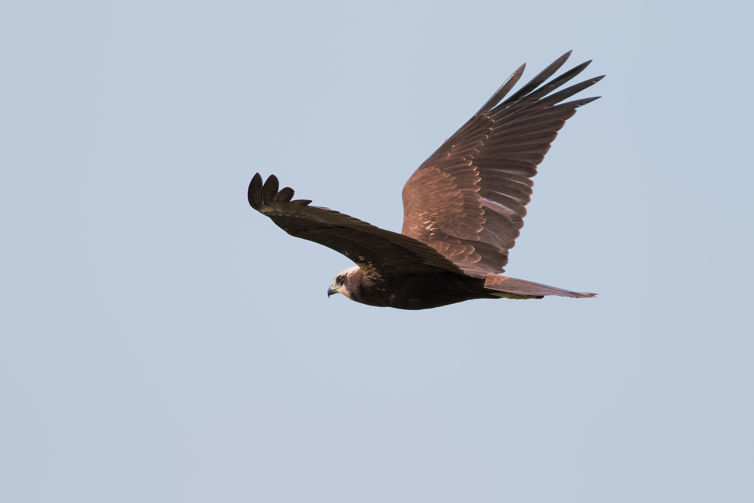 Swamp False (Female)