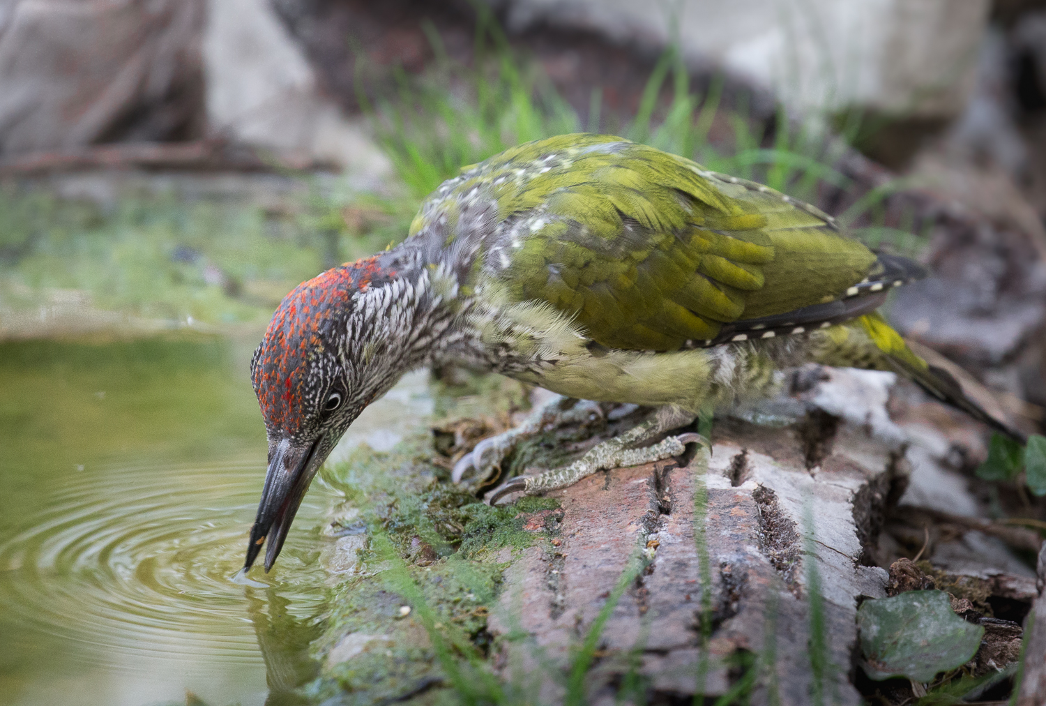 Green woodpecker, immature, it abounds