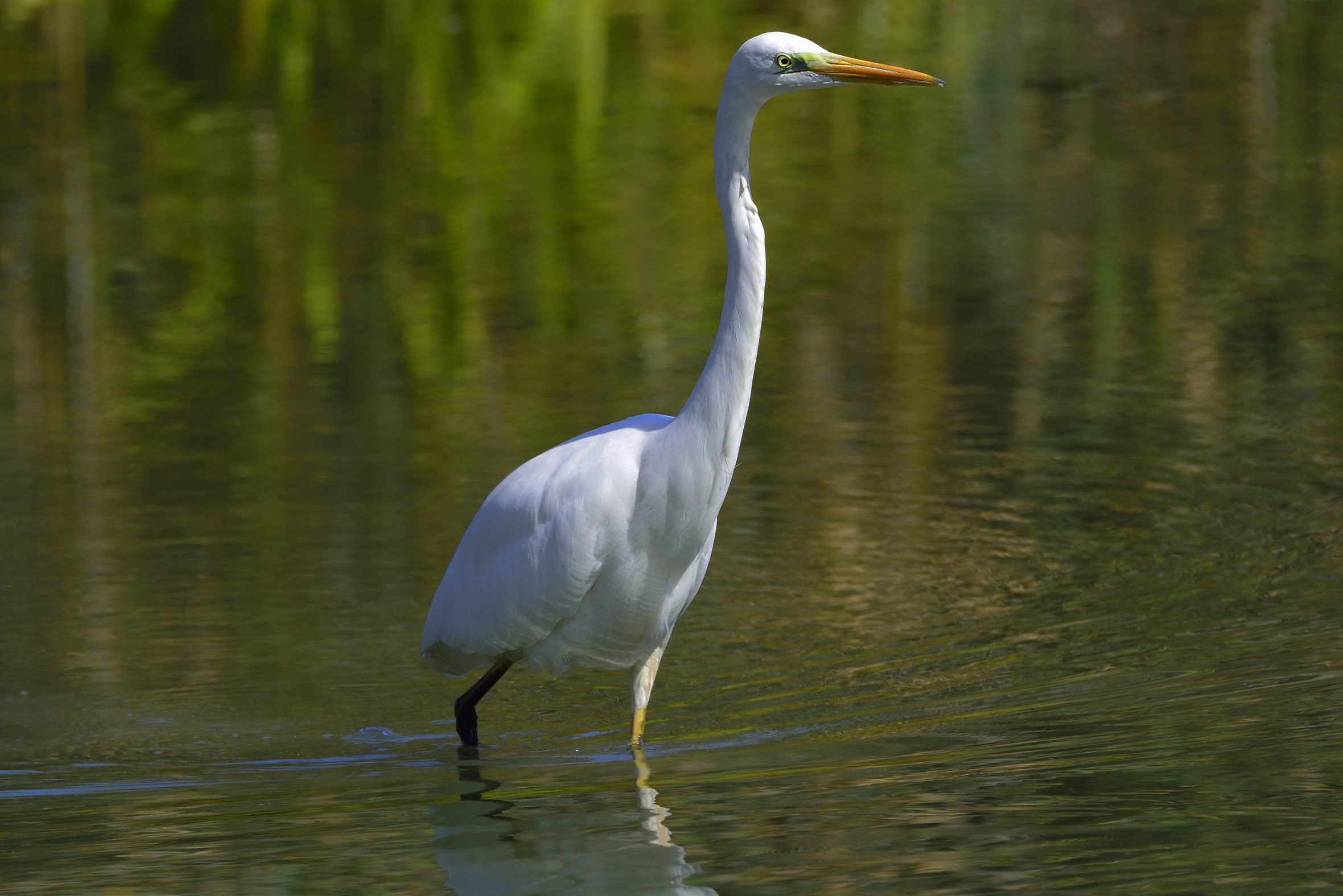 Airone Bianco Maggiore