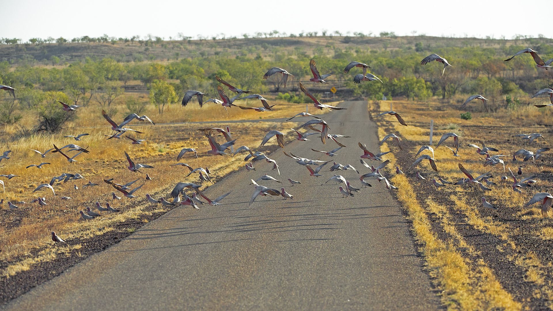 Cacatua Roseicapilla (Galah)