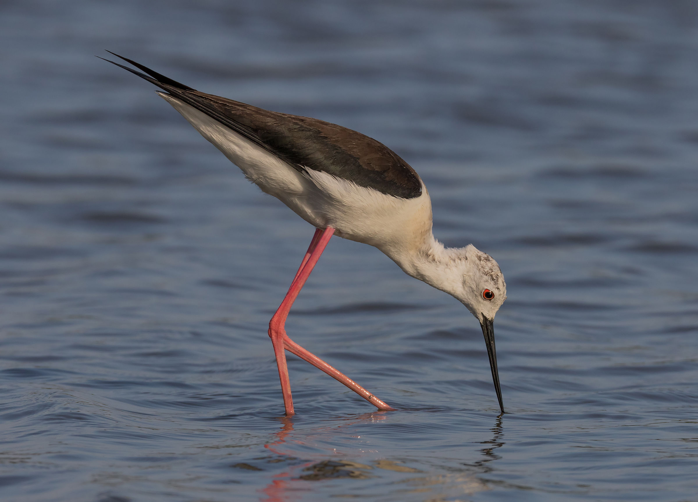 Sunset on the Knight