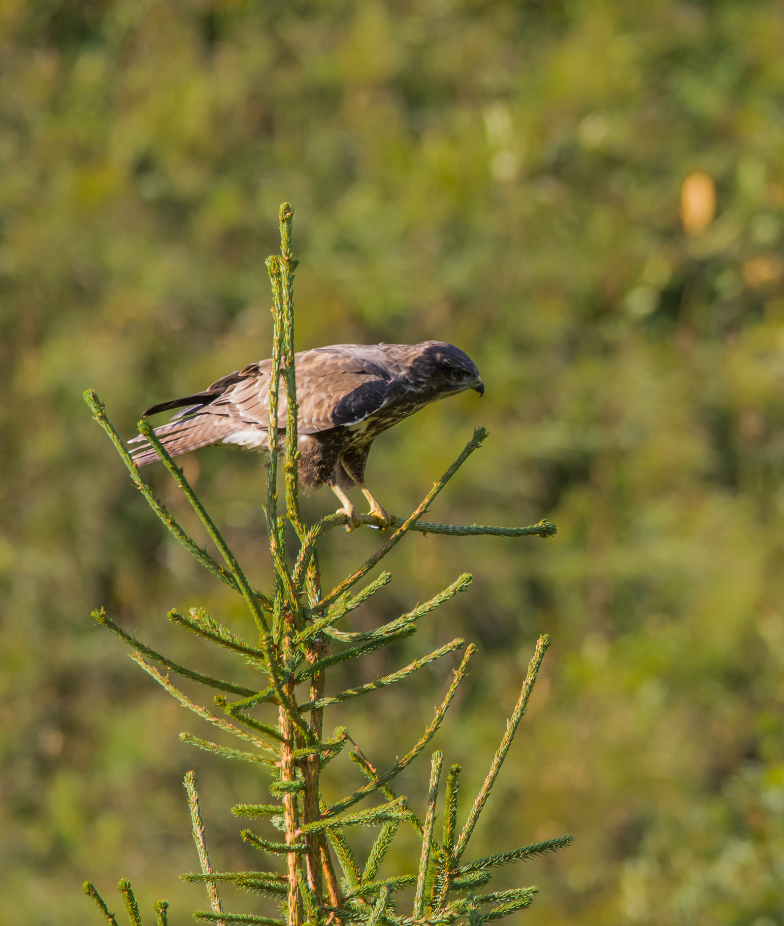 Pronta per il decollo