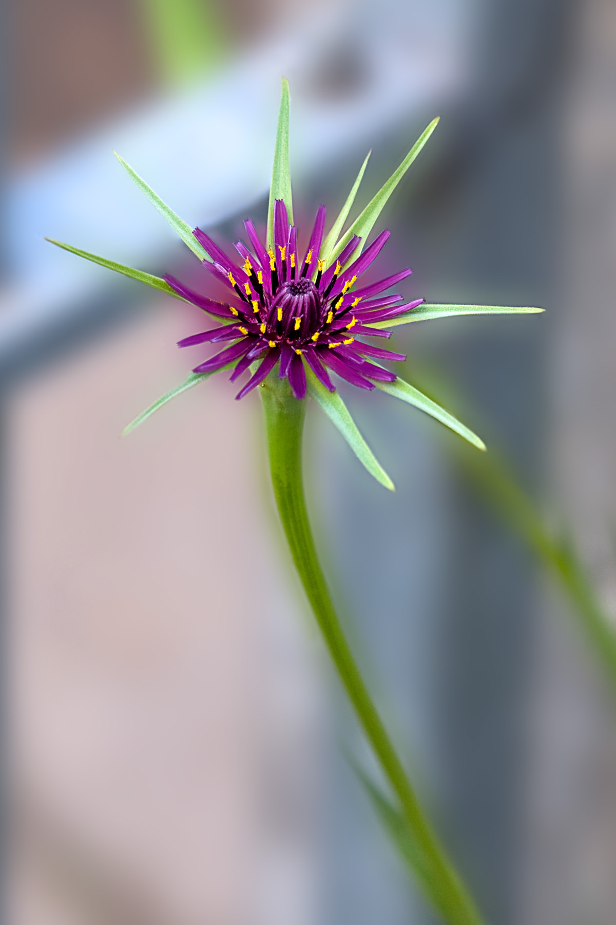 nato da solo 3605/17