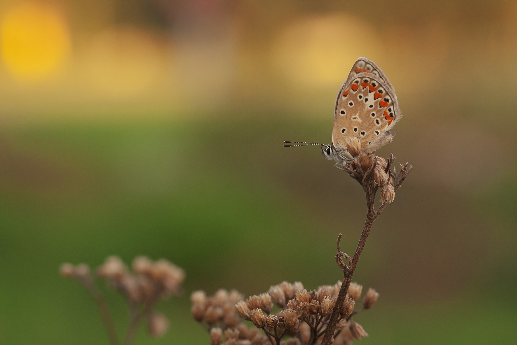 Licenidi al tramonto 2