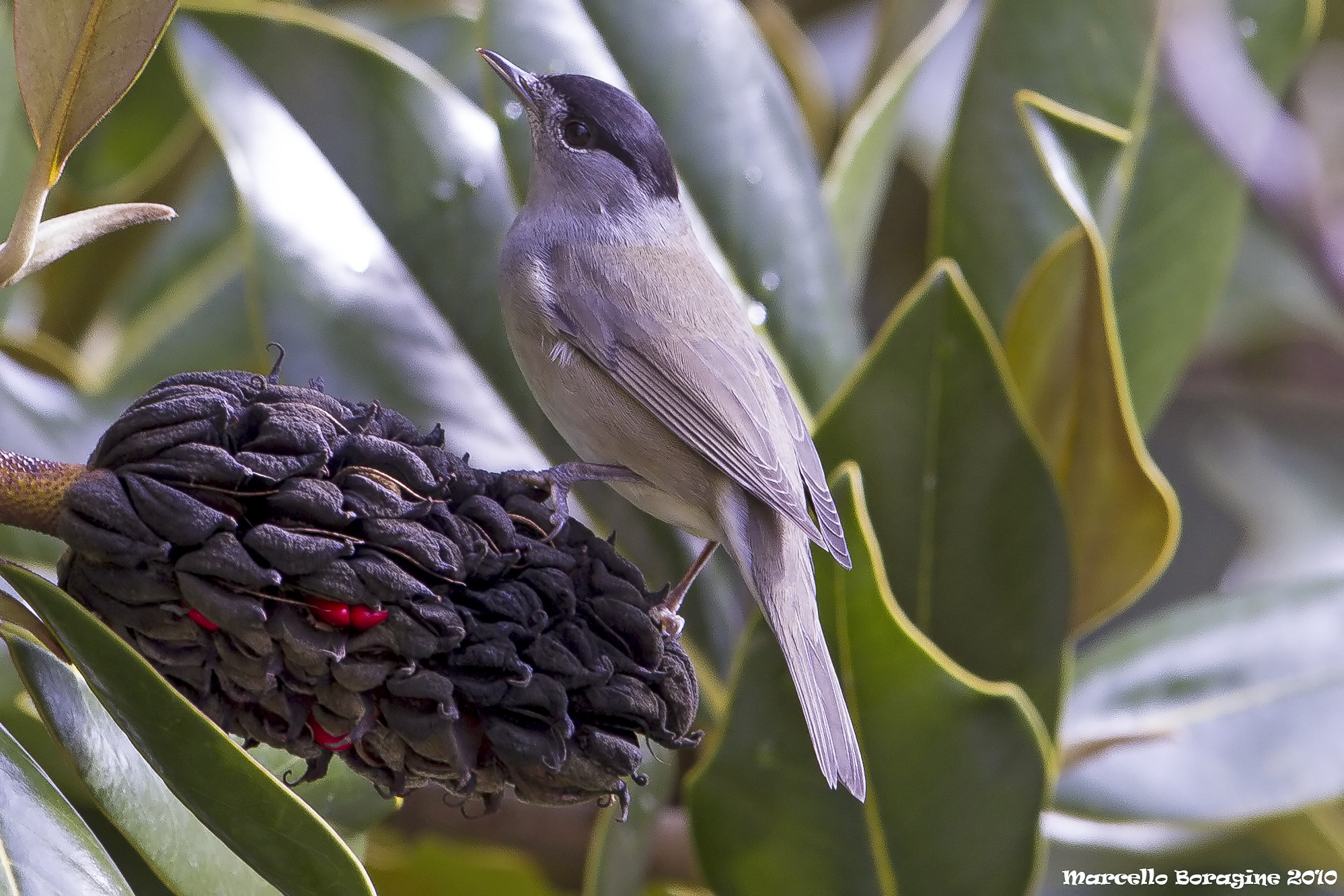 Sylvia atricapilla (Linnaeus, 1758) Capinera