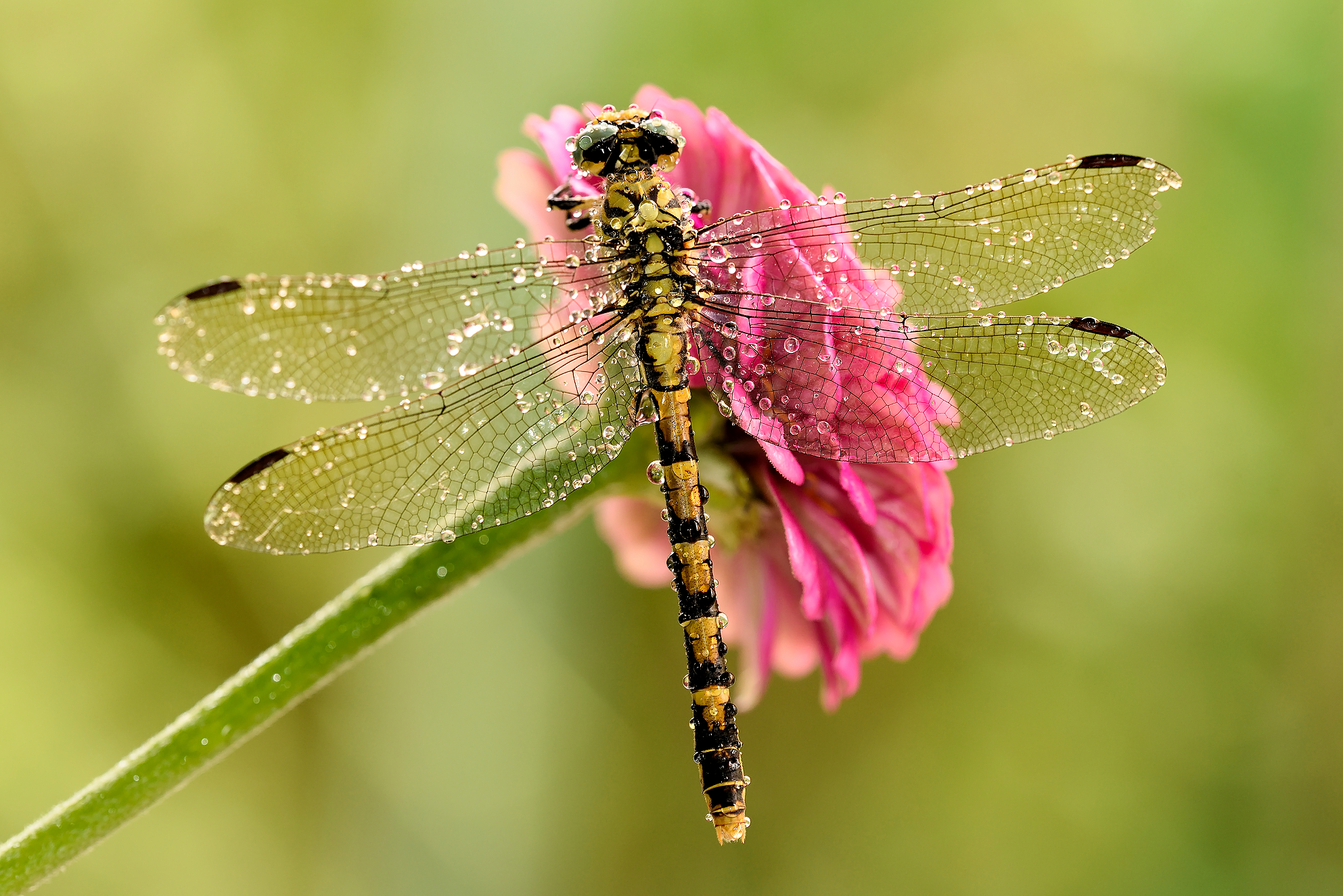 I wake my face and go away