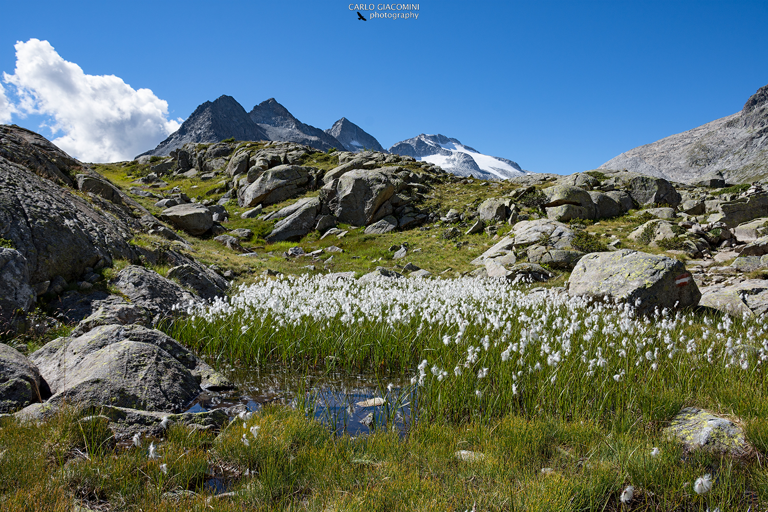 Gli eriofori e le 3 Lobbie