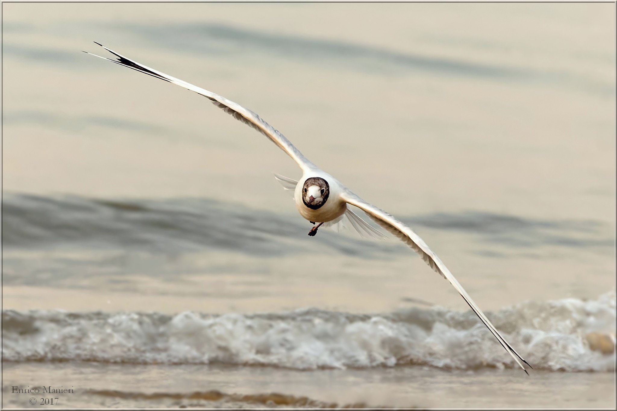 Larus Ridibundus - Common Gull