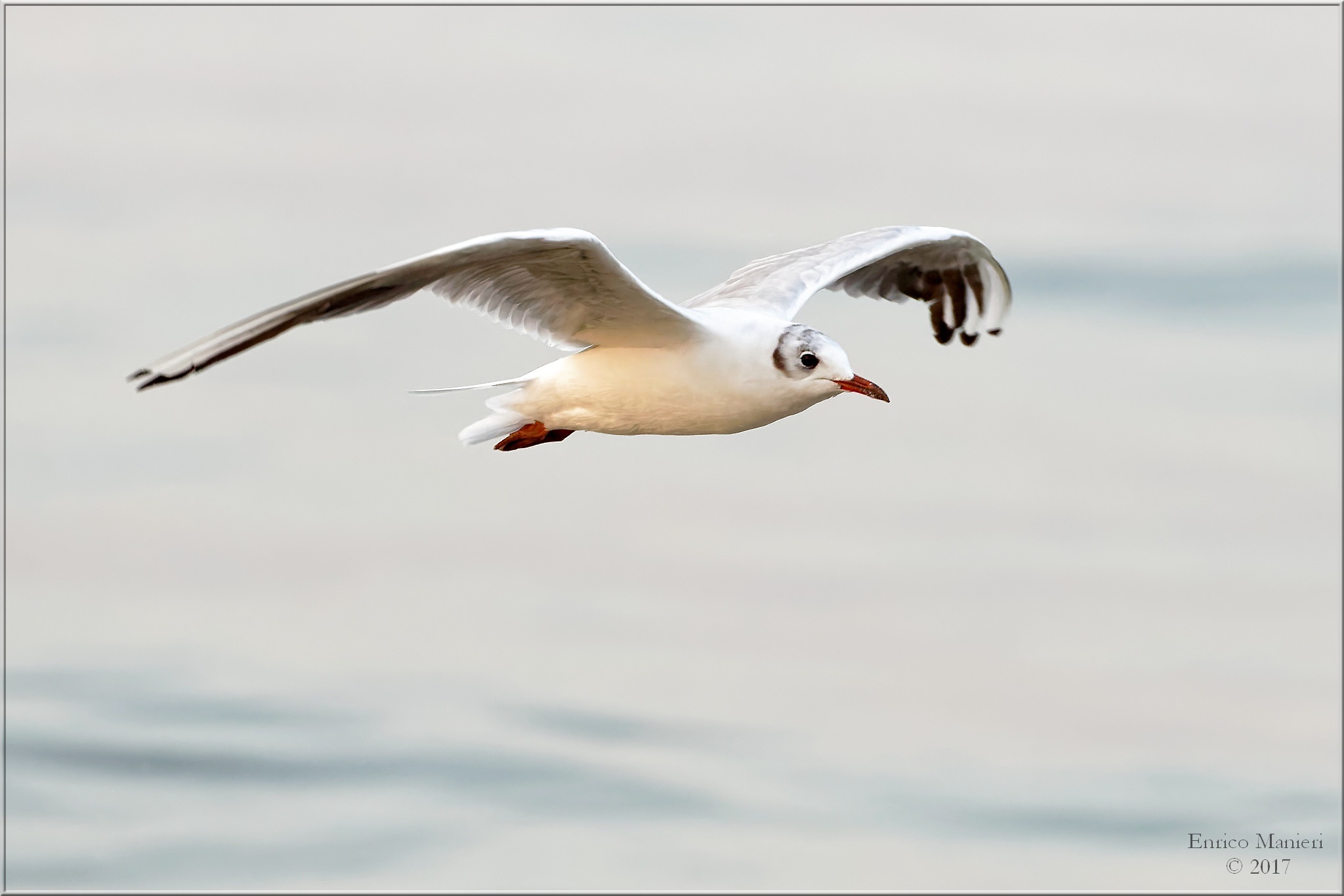 Larus Ridibundus - Gabbiano comune