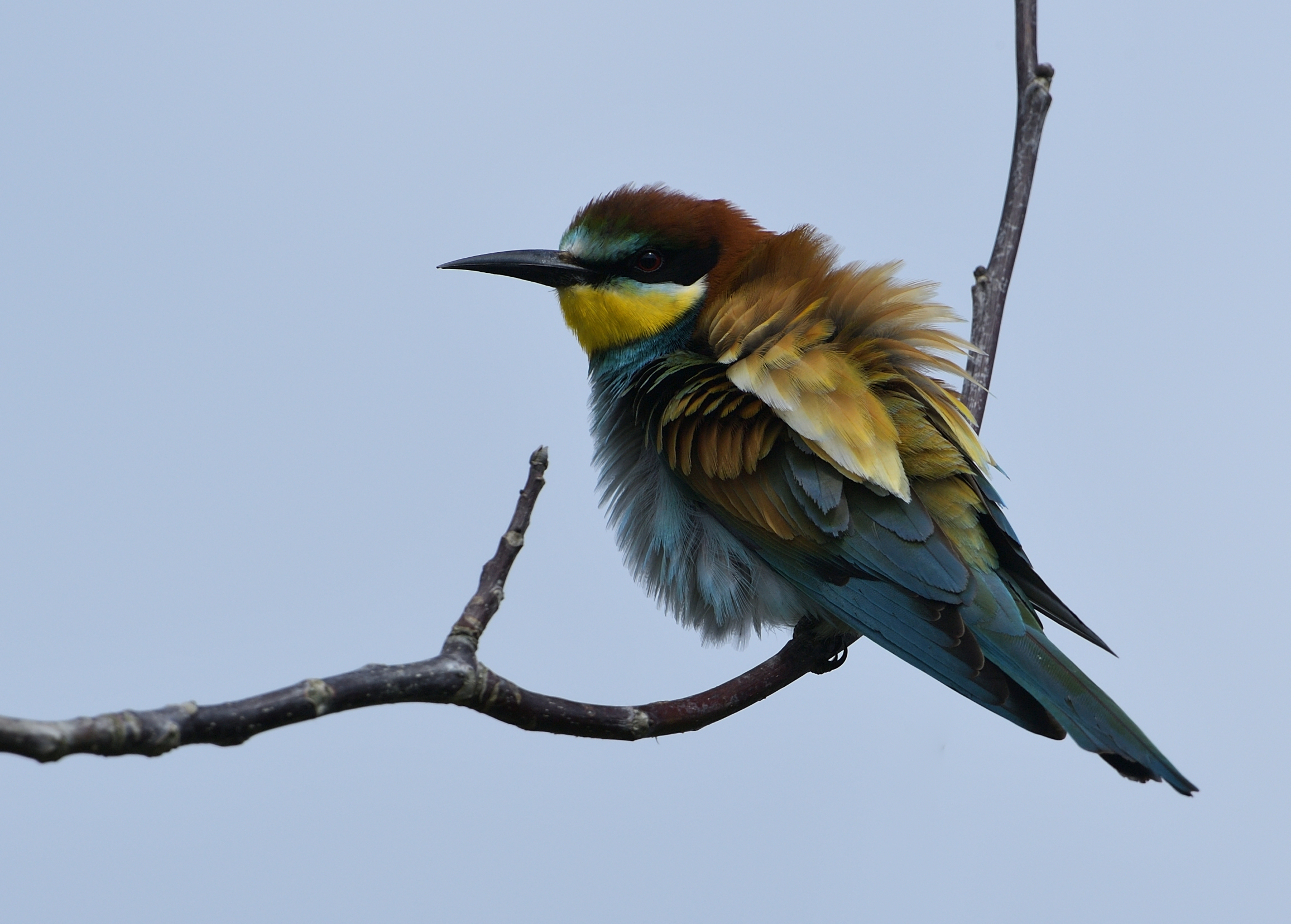 Bee eater