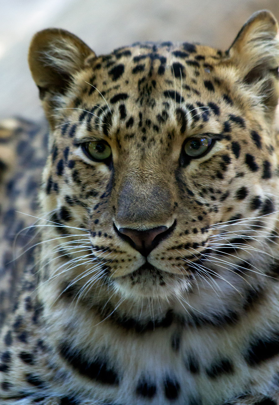 Leopardo