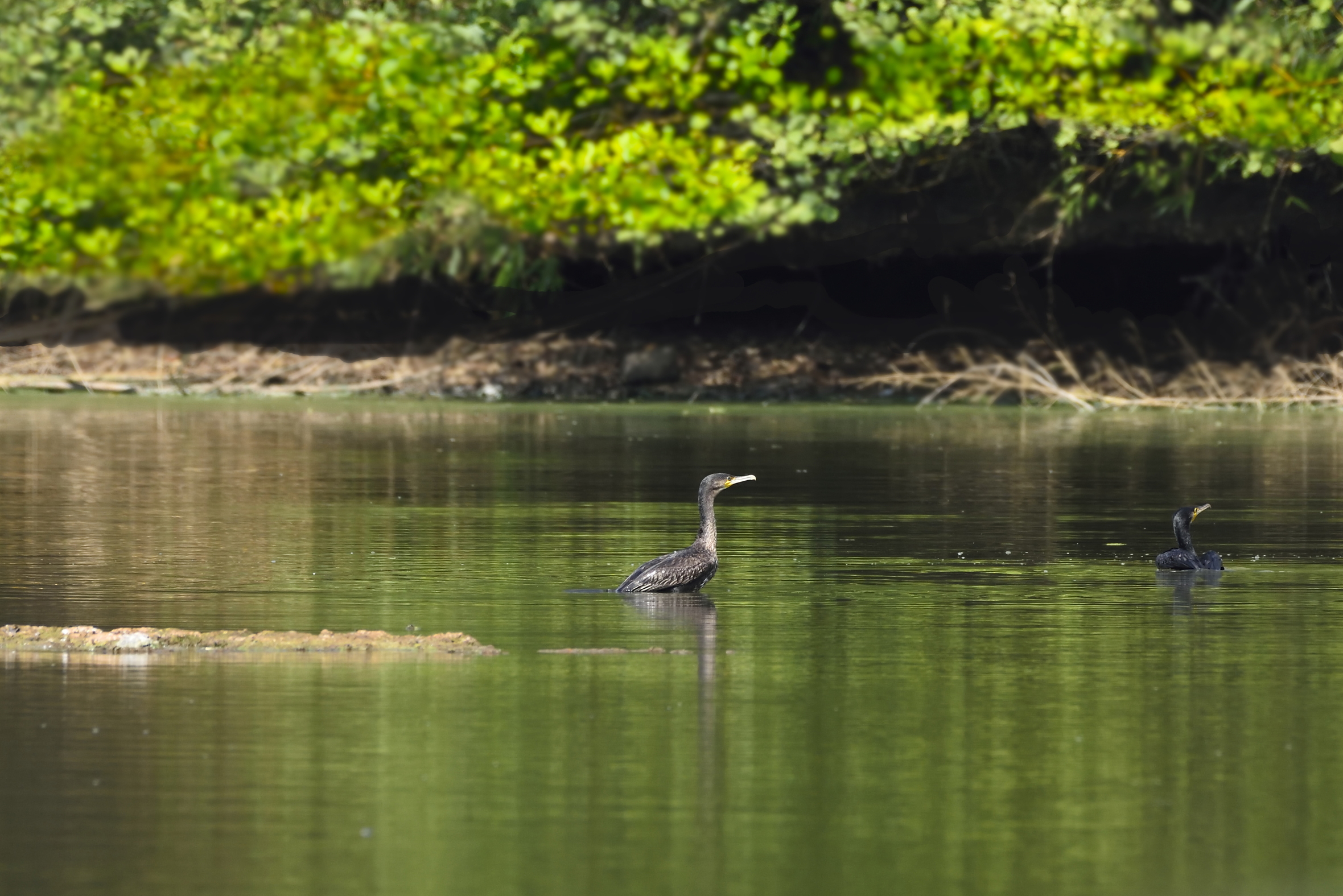 Guarda se c'è il fotografo!