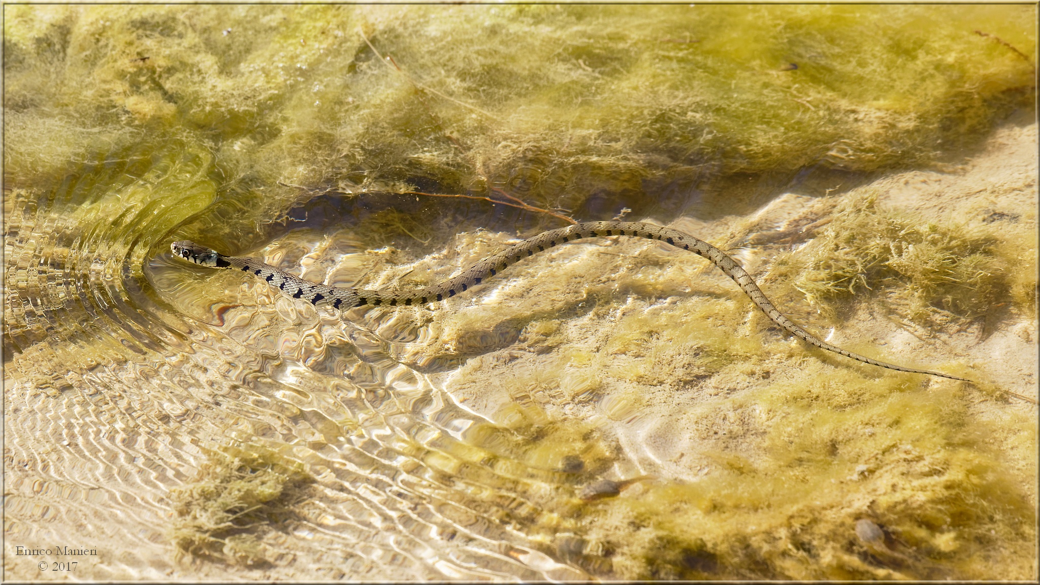 Biscia dal collare - Natrix Natrix