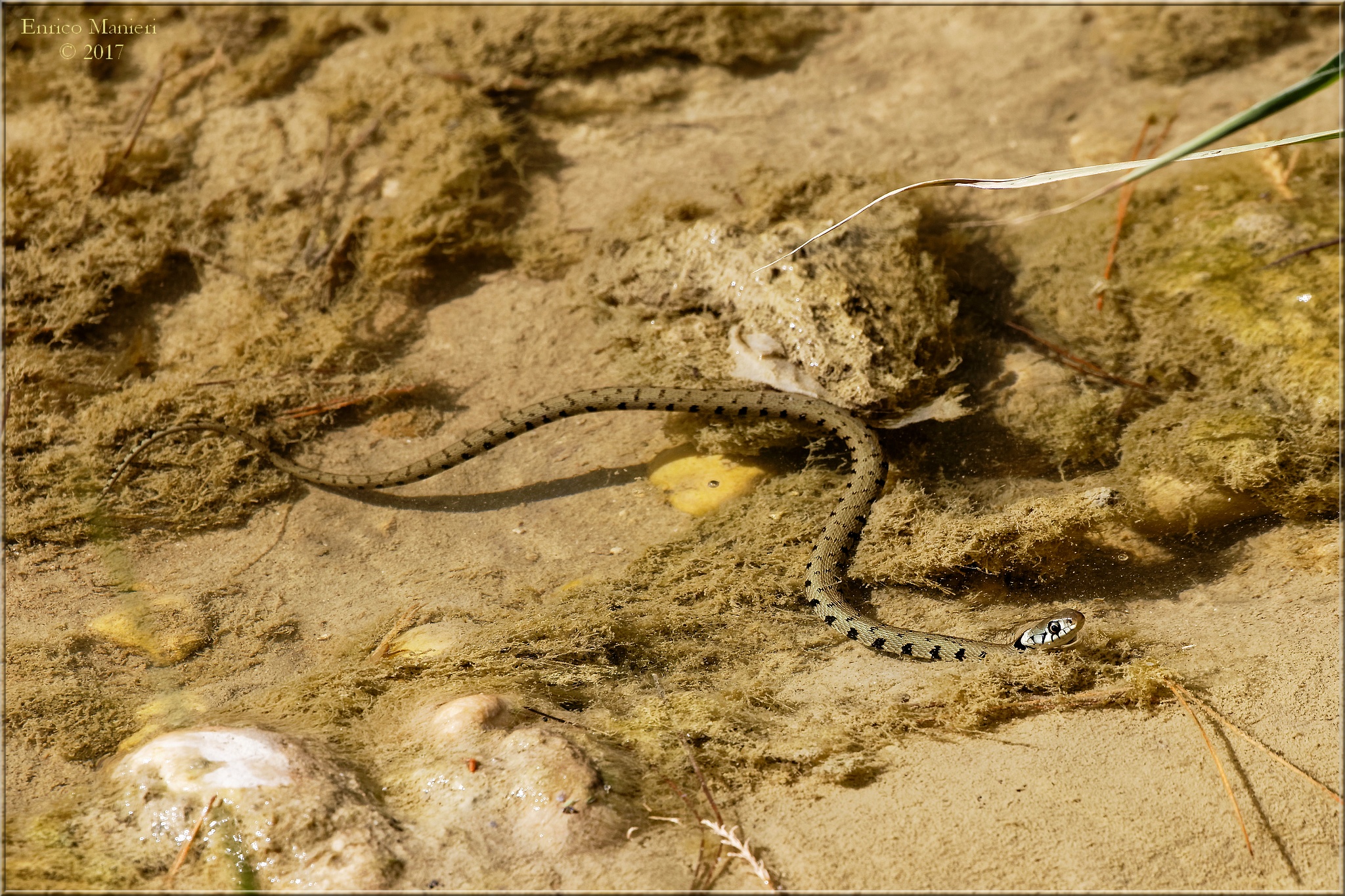 Collar Biscia - Natrix Natrix - Collar Collar