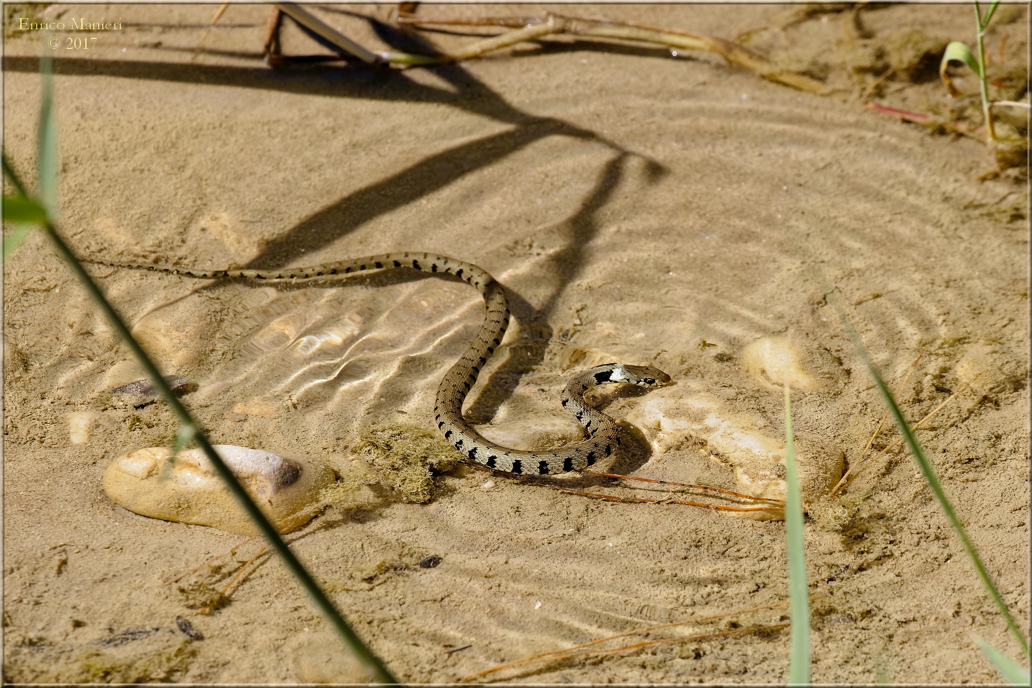 Biscia dal collare - Natrix Natrix