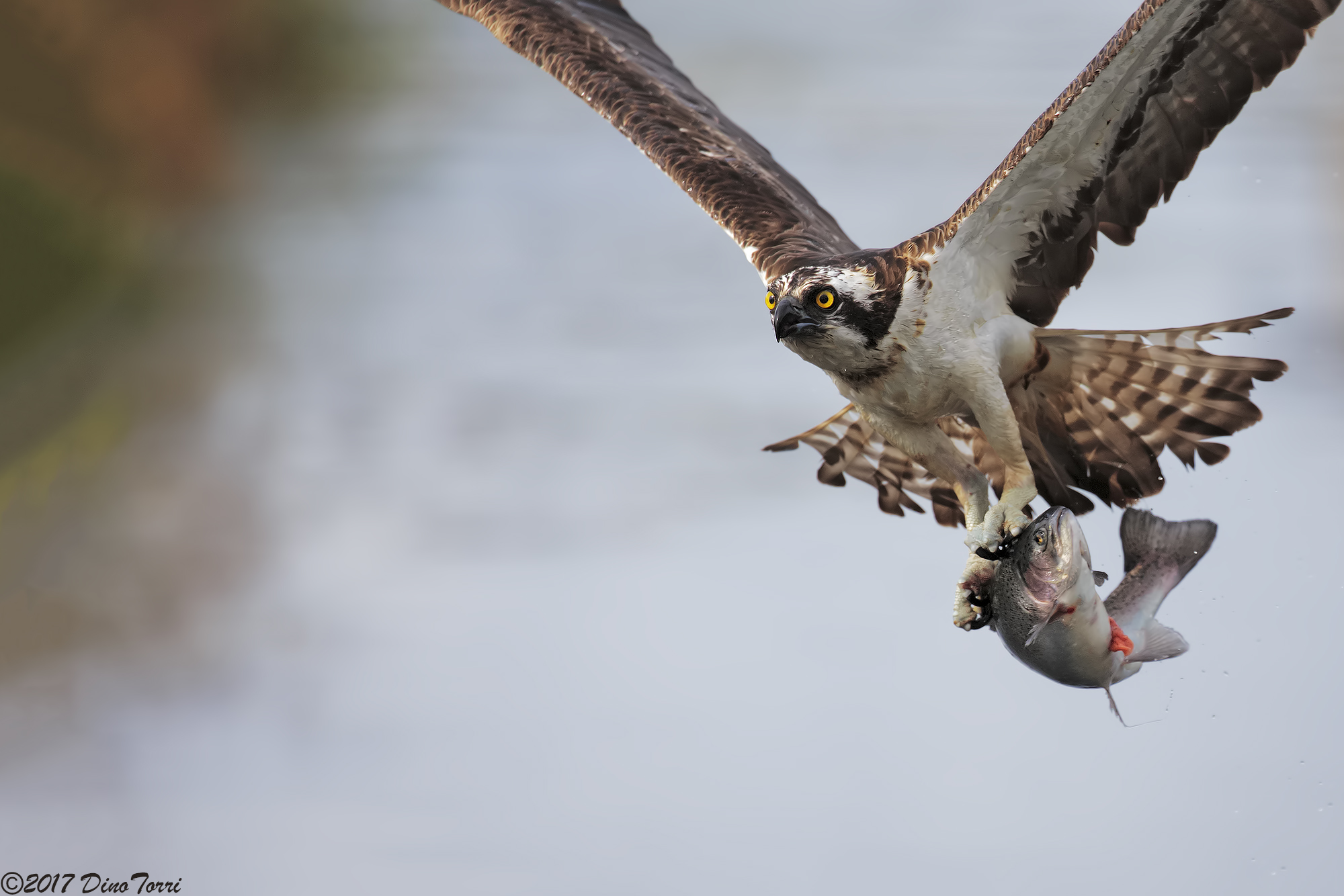 Fisherman (first floor)