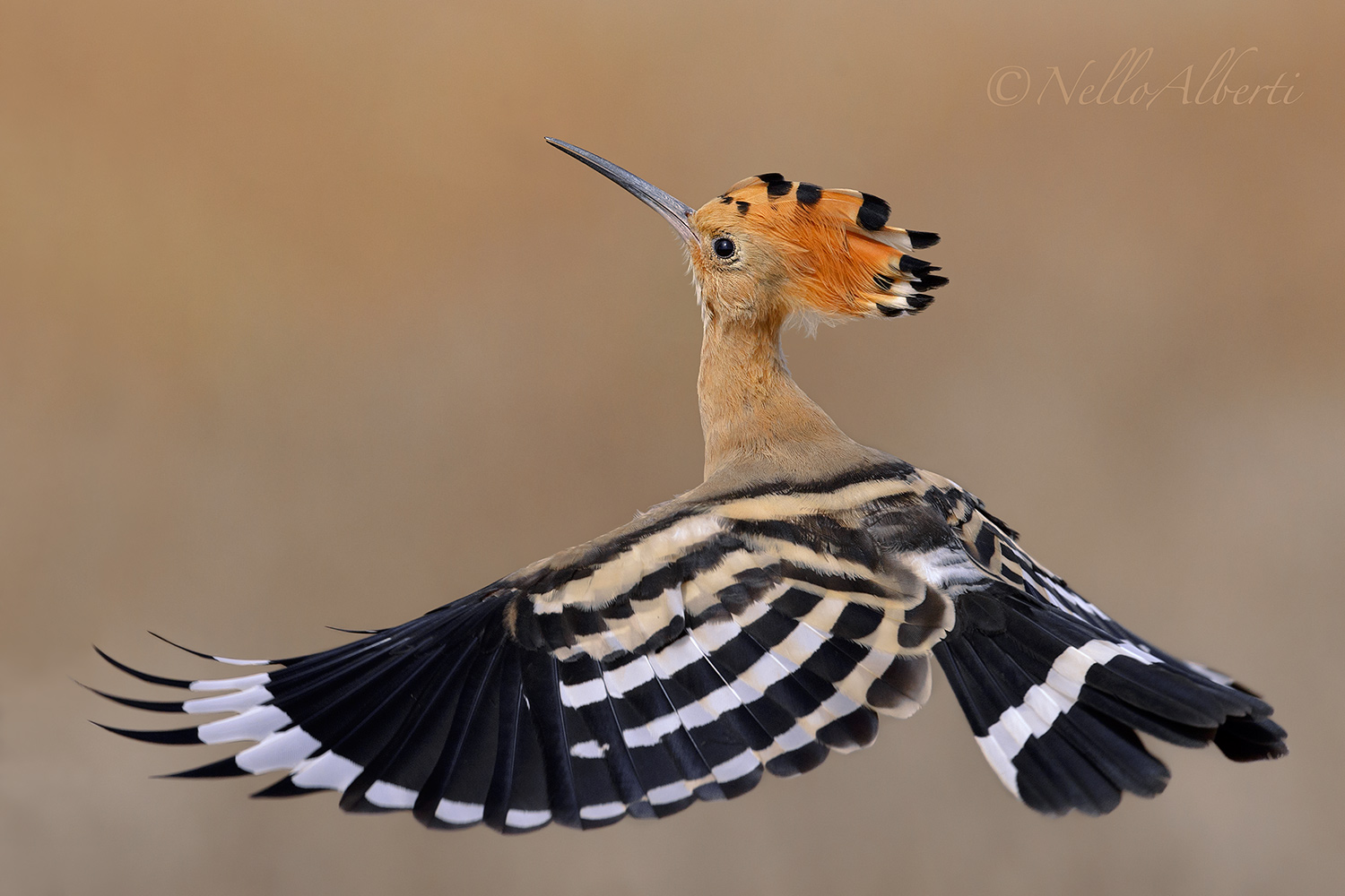 upupa volo ascendente