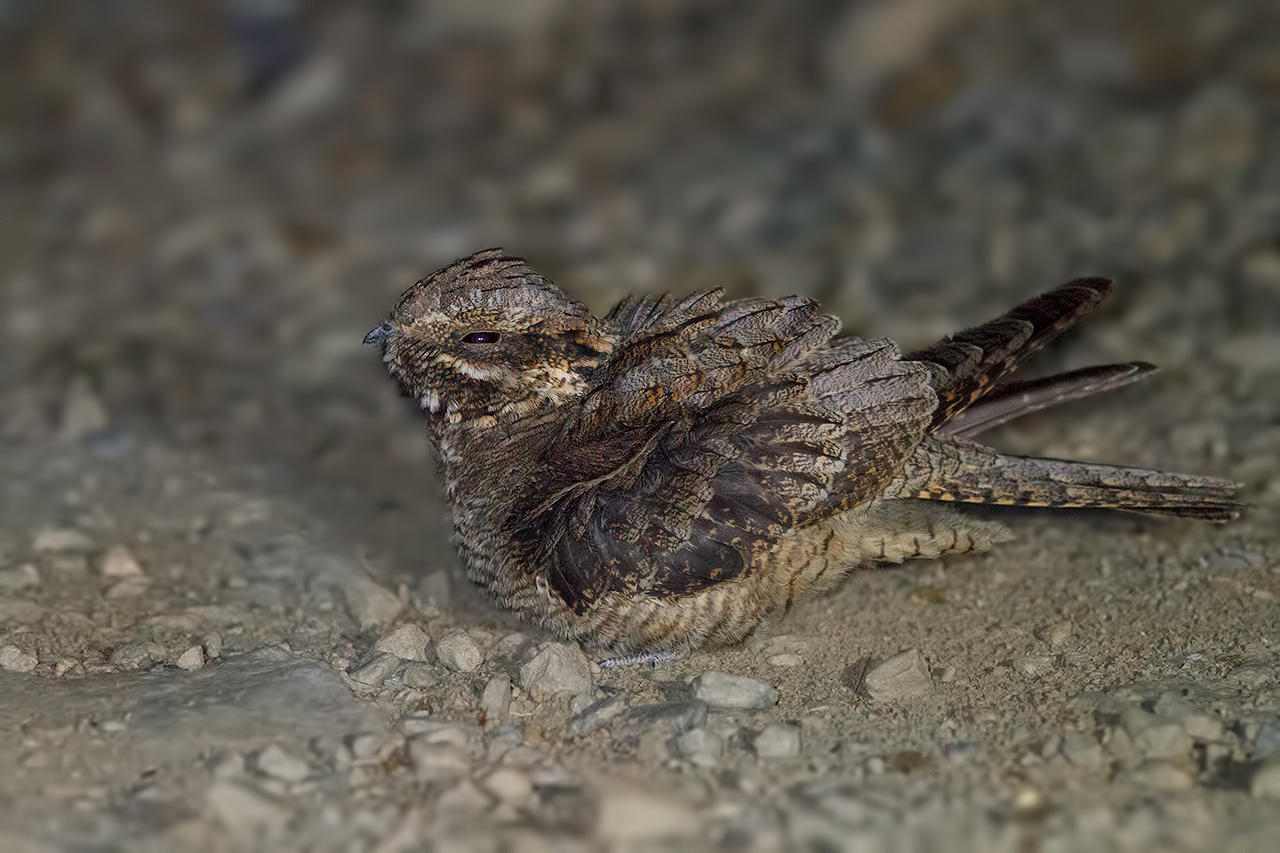 Nightjar