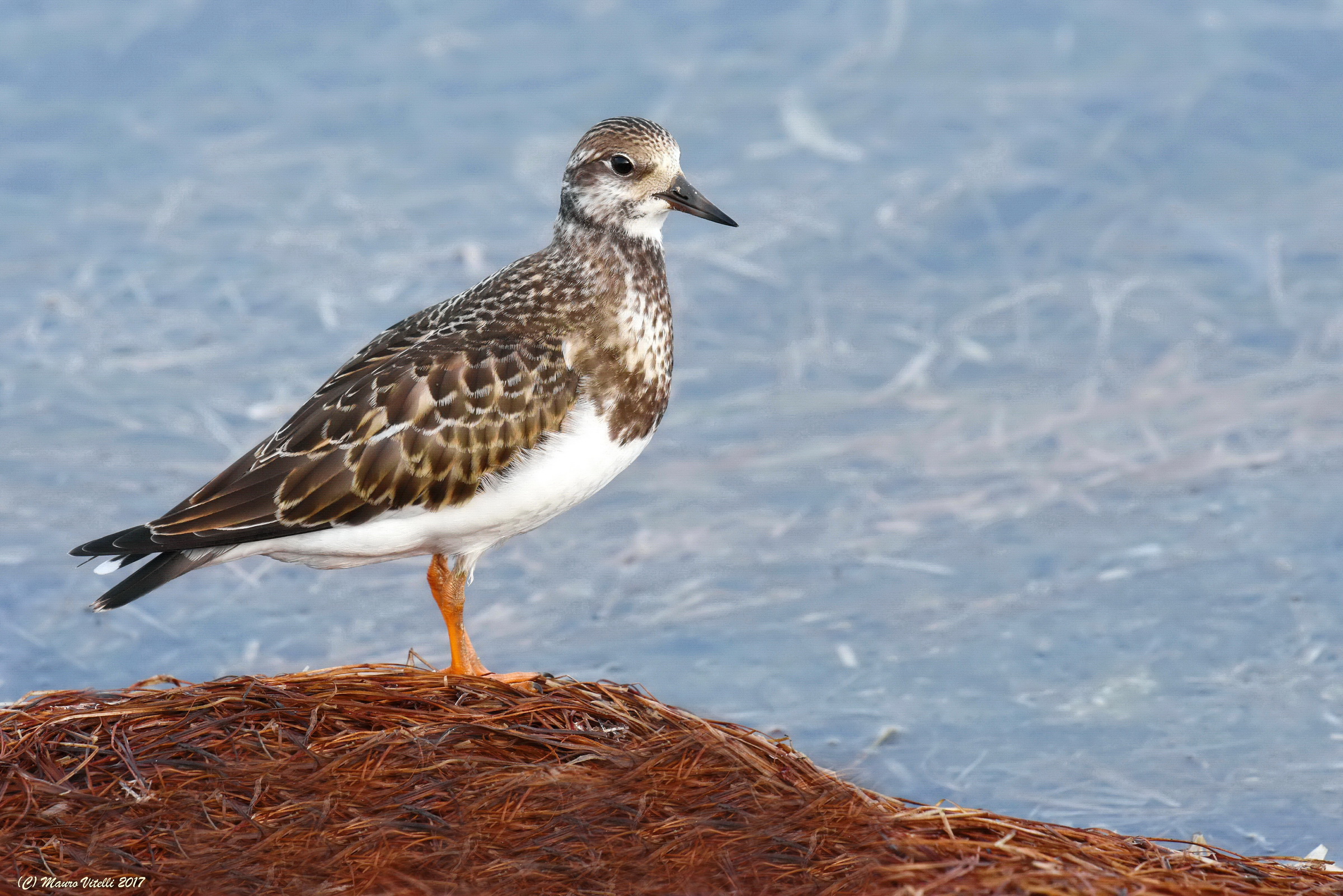 Il mio primo Voltapietre (Arenaria interpres)