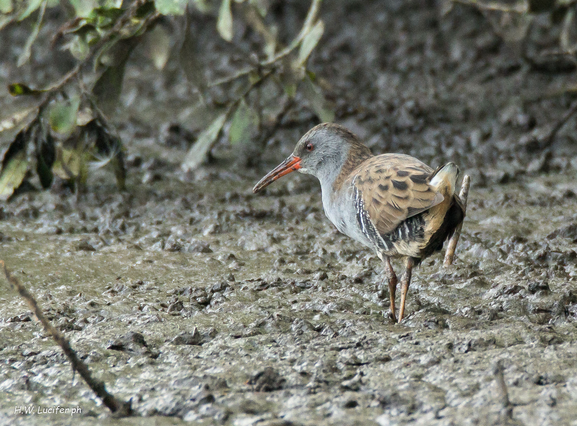 Porciglione mattutino