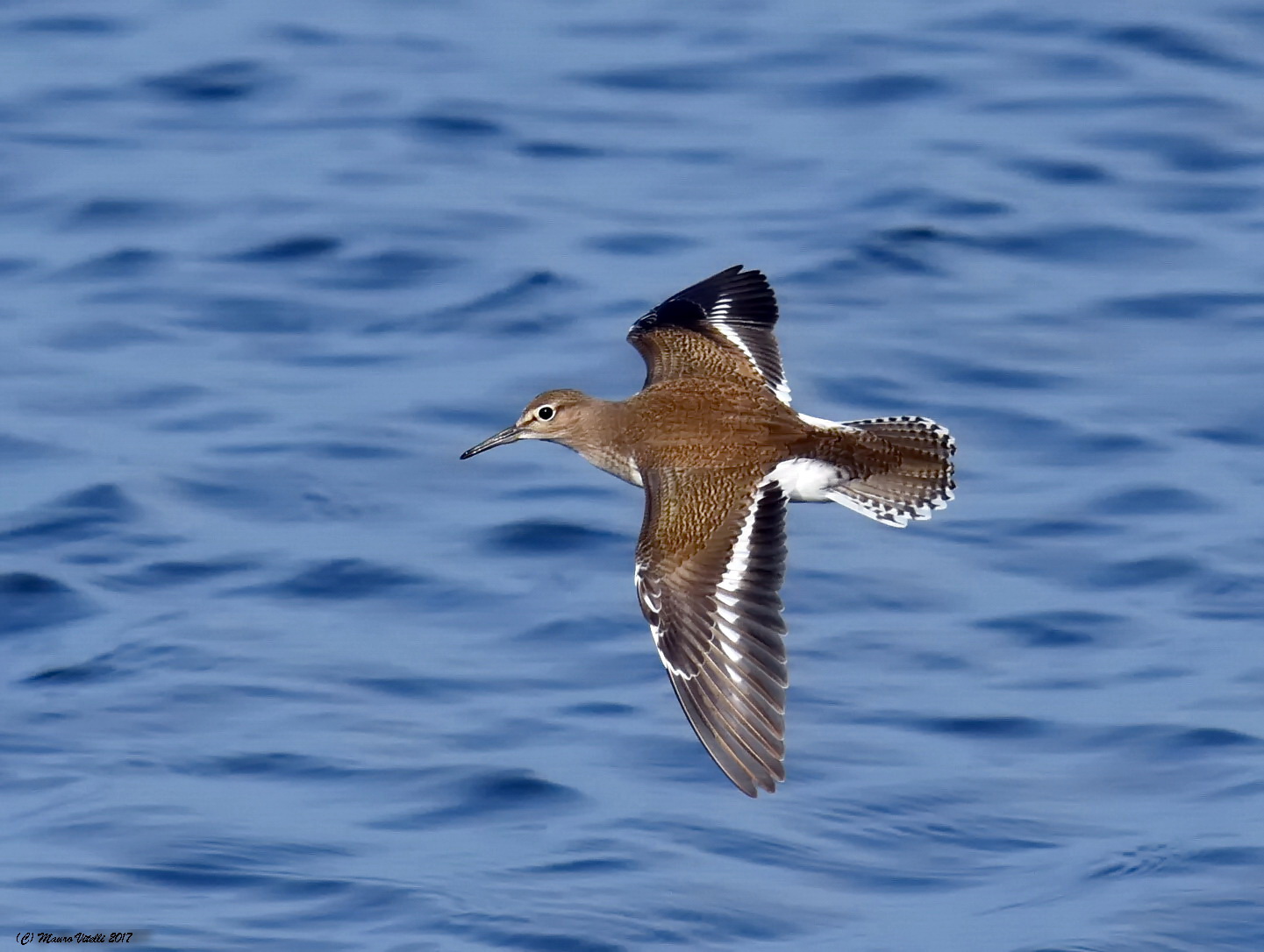 Piro piro piccolo (Actitis hipoleucos)