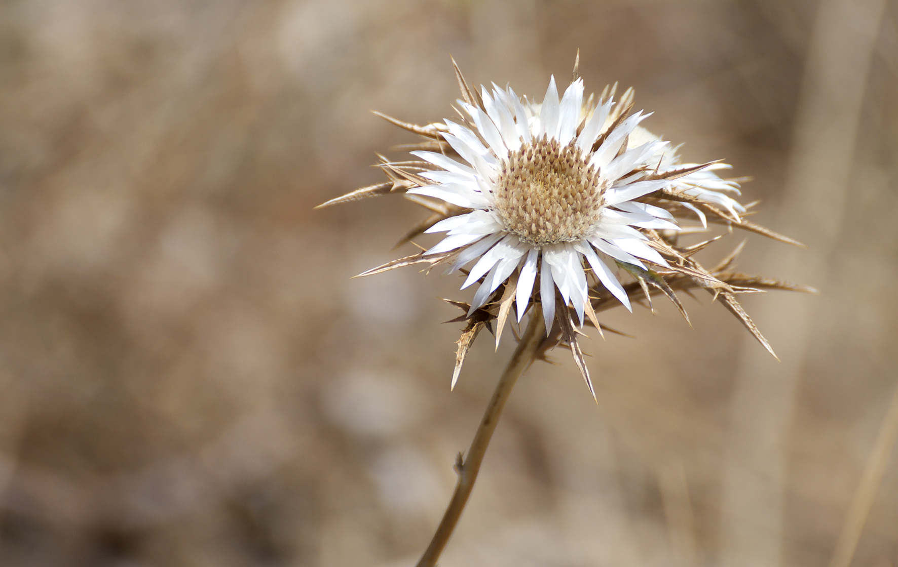 Artichoke Flower