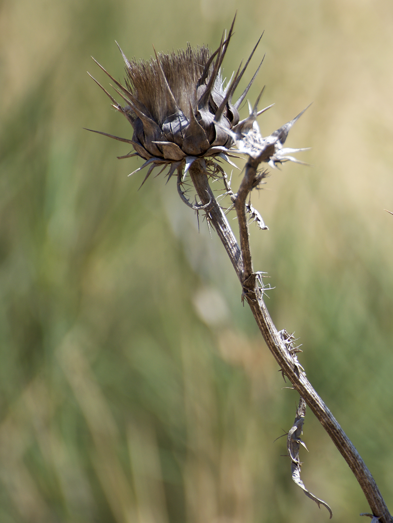 Wild artichoke
