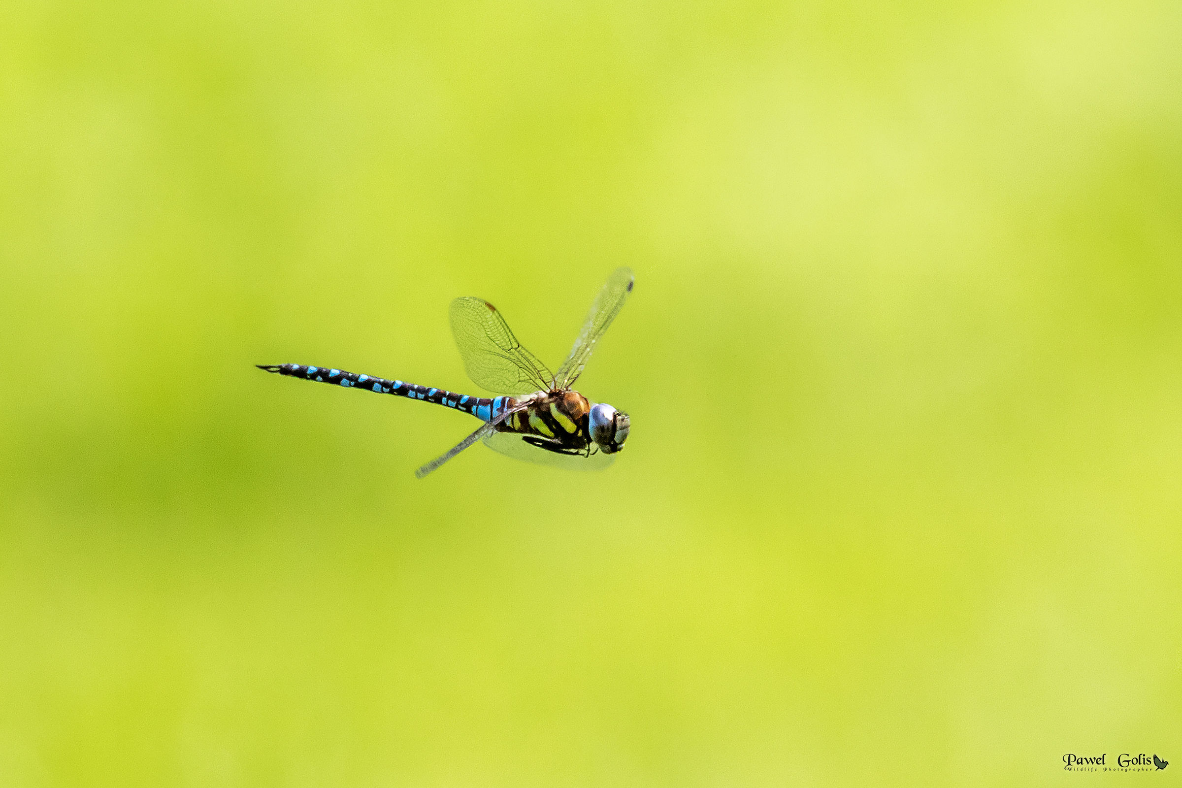 Migrant hawker (Aeshna mixta)