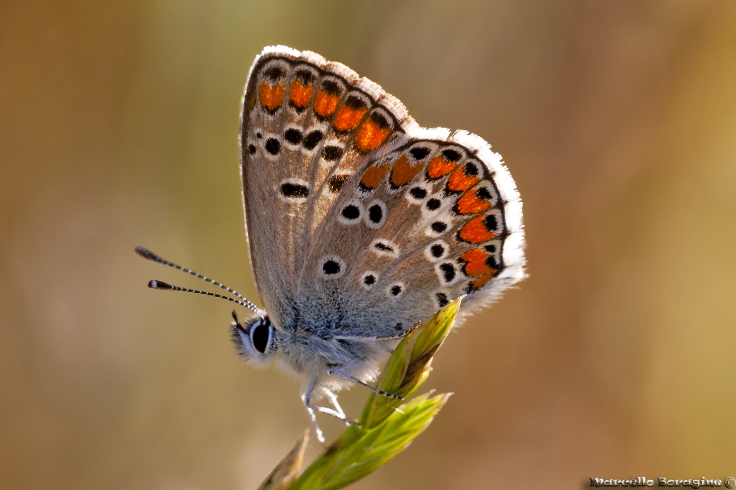 Polyommatus icarus