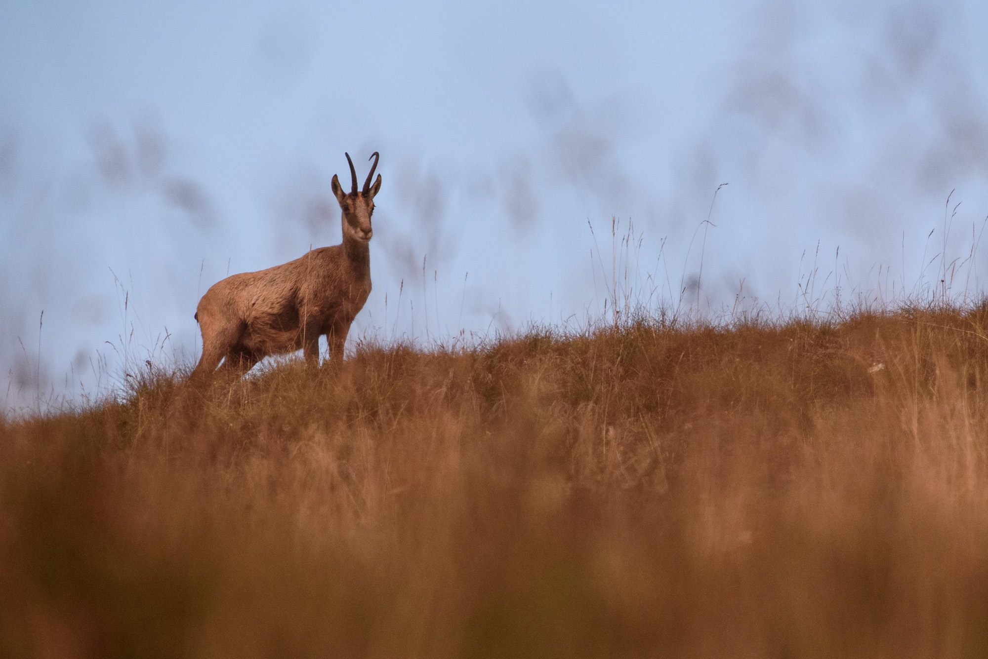 Chamois at dawn
