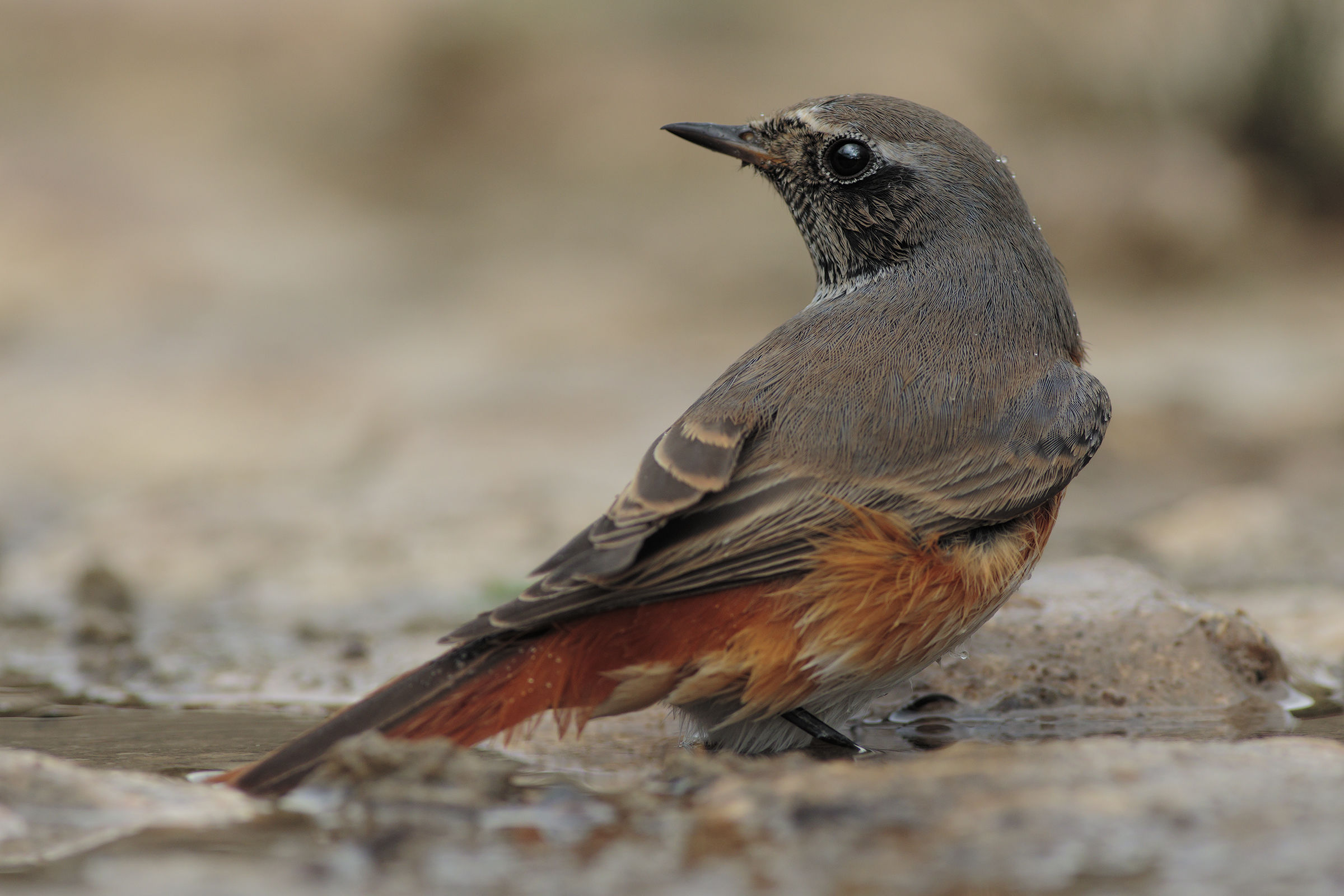 Redstart
