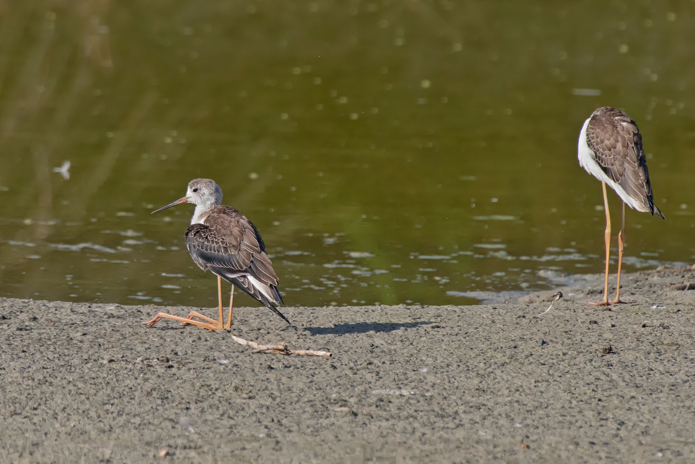 Al giovane Cavaliere piace stare in ginocchio