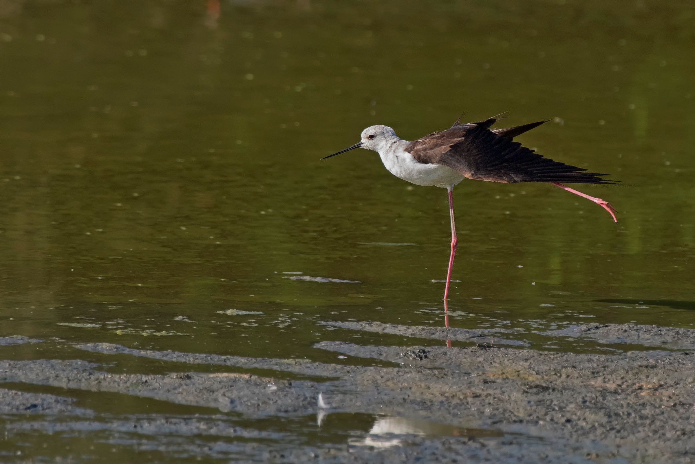 Lo stretching del Cavaliere d'Italia