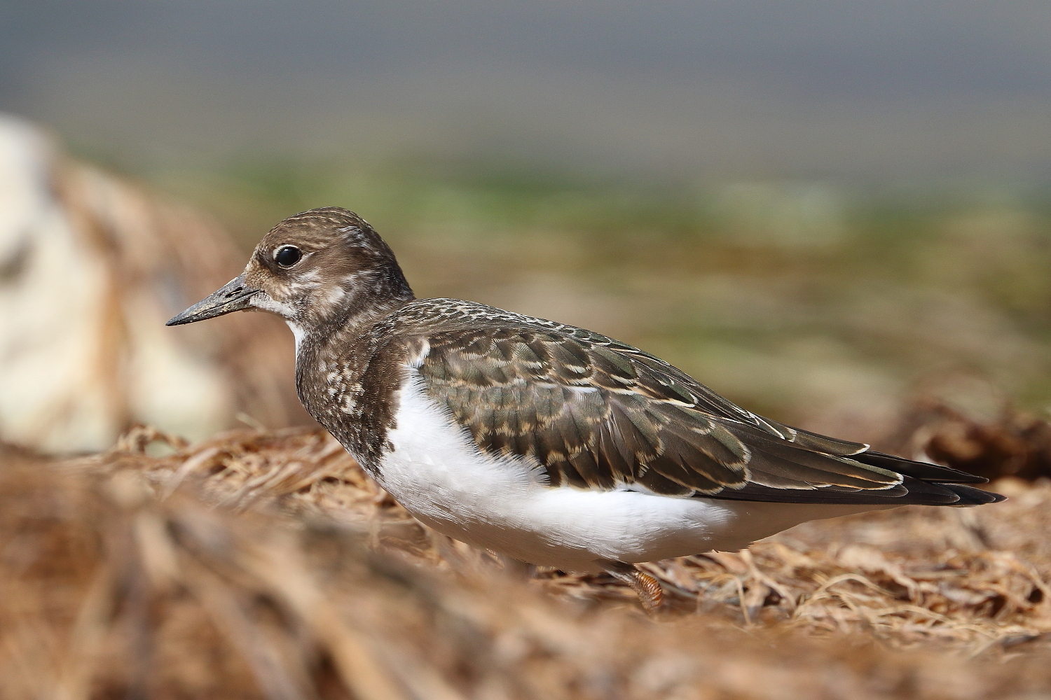 Turnstone