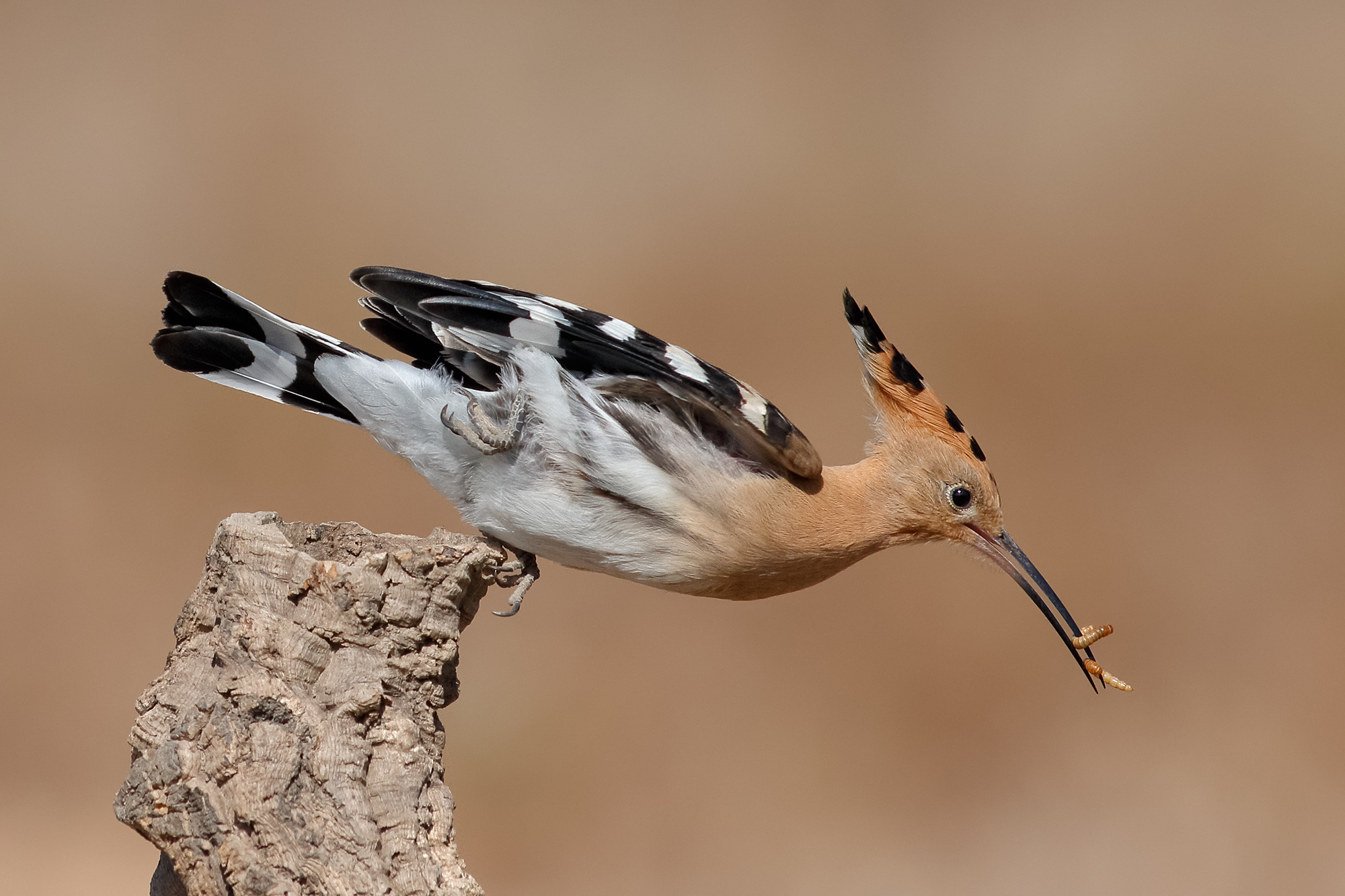 Hoopoe