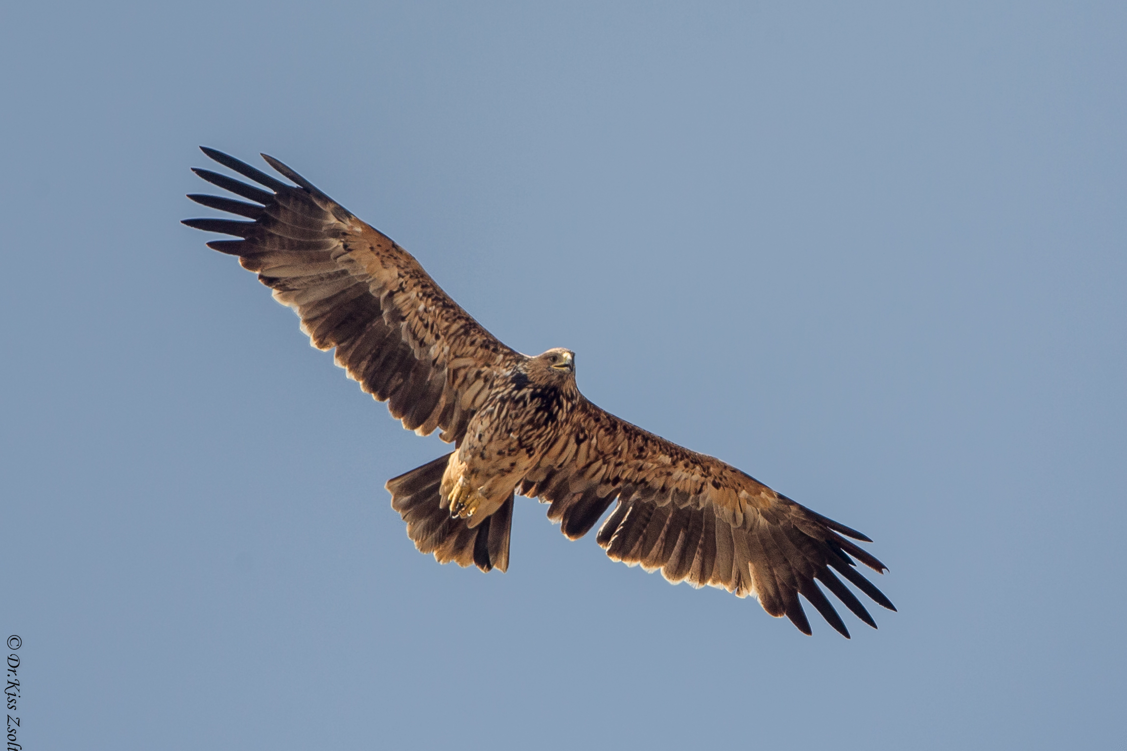 Subadult aquila imperiale