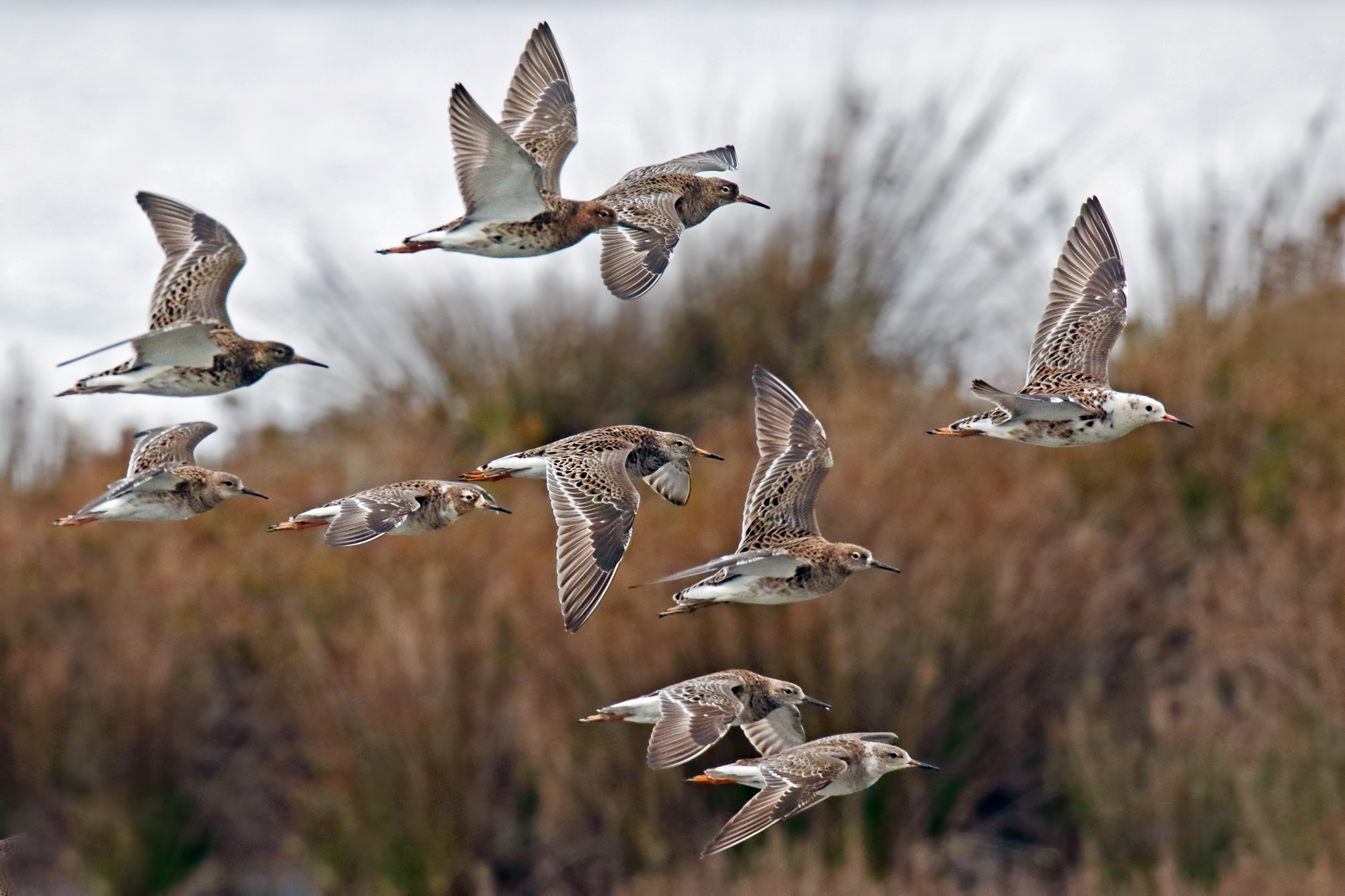 In viaggio - Combattenti in migrazione