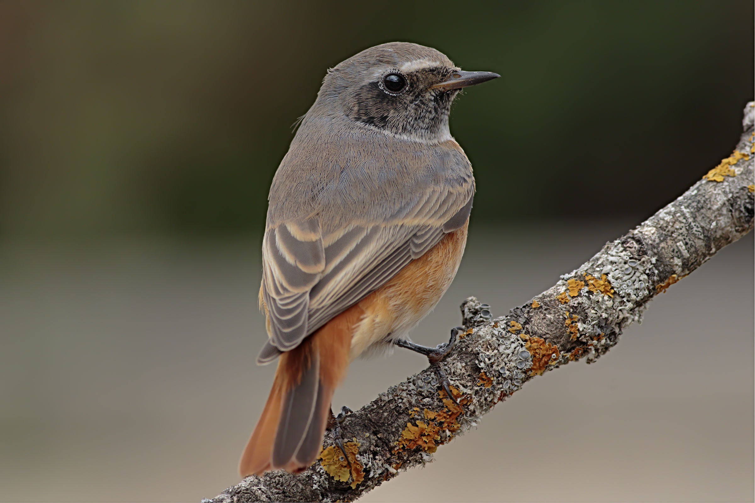 Redstart