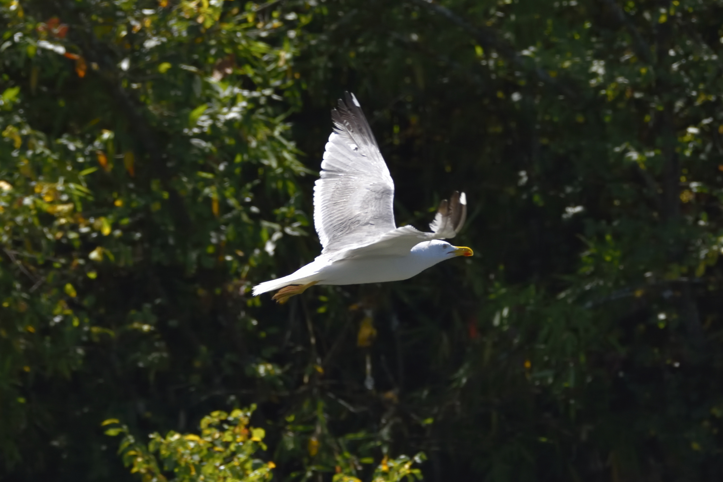 Passaggio di un gabbiano