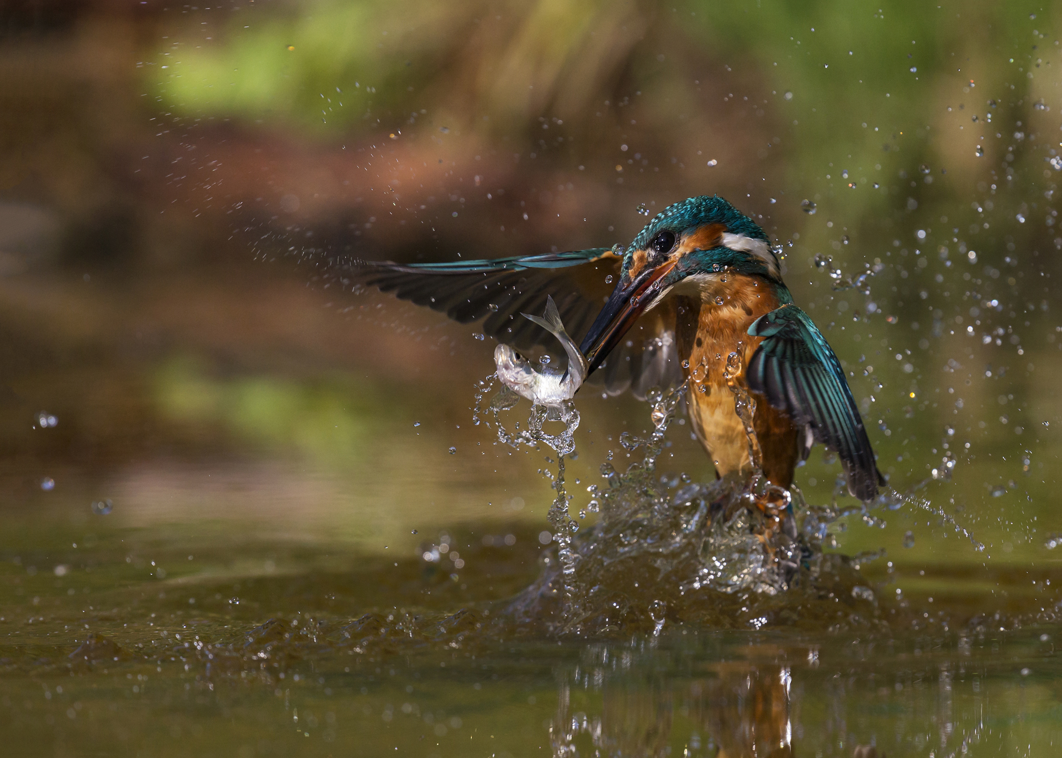 Kingfisher