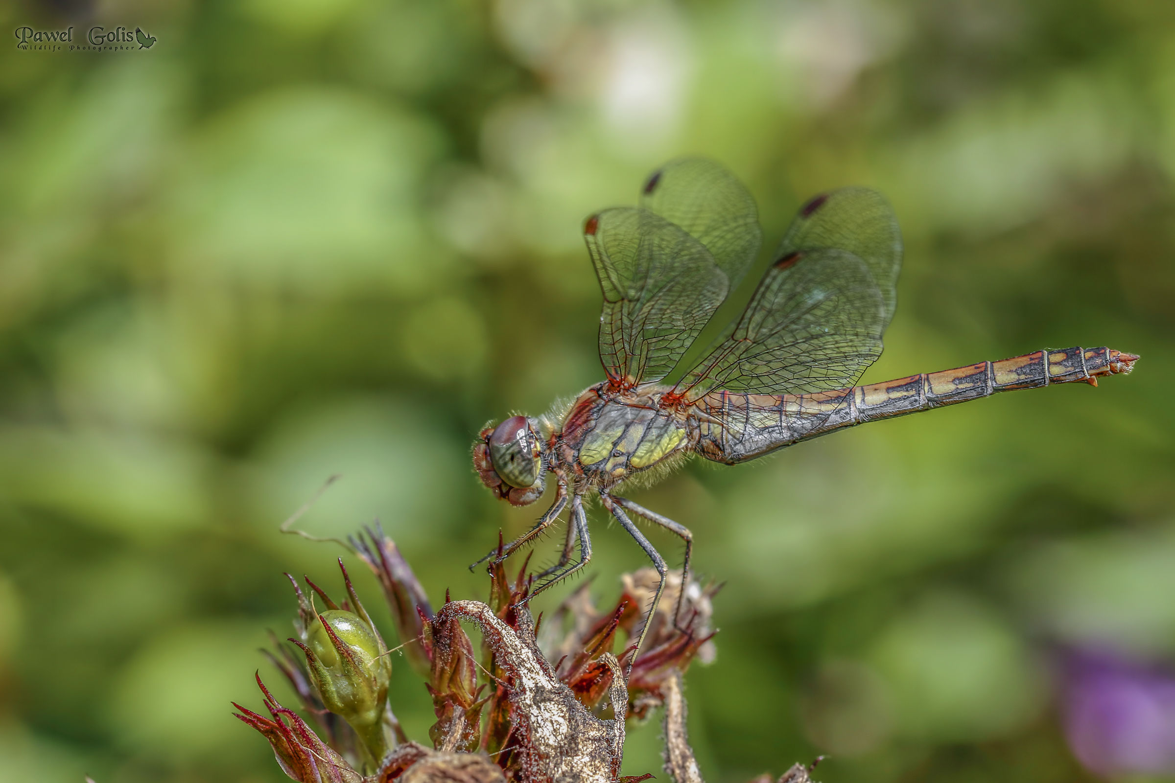 Common darter (Sympetrum striolatum)