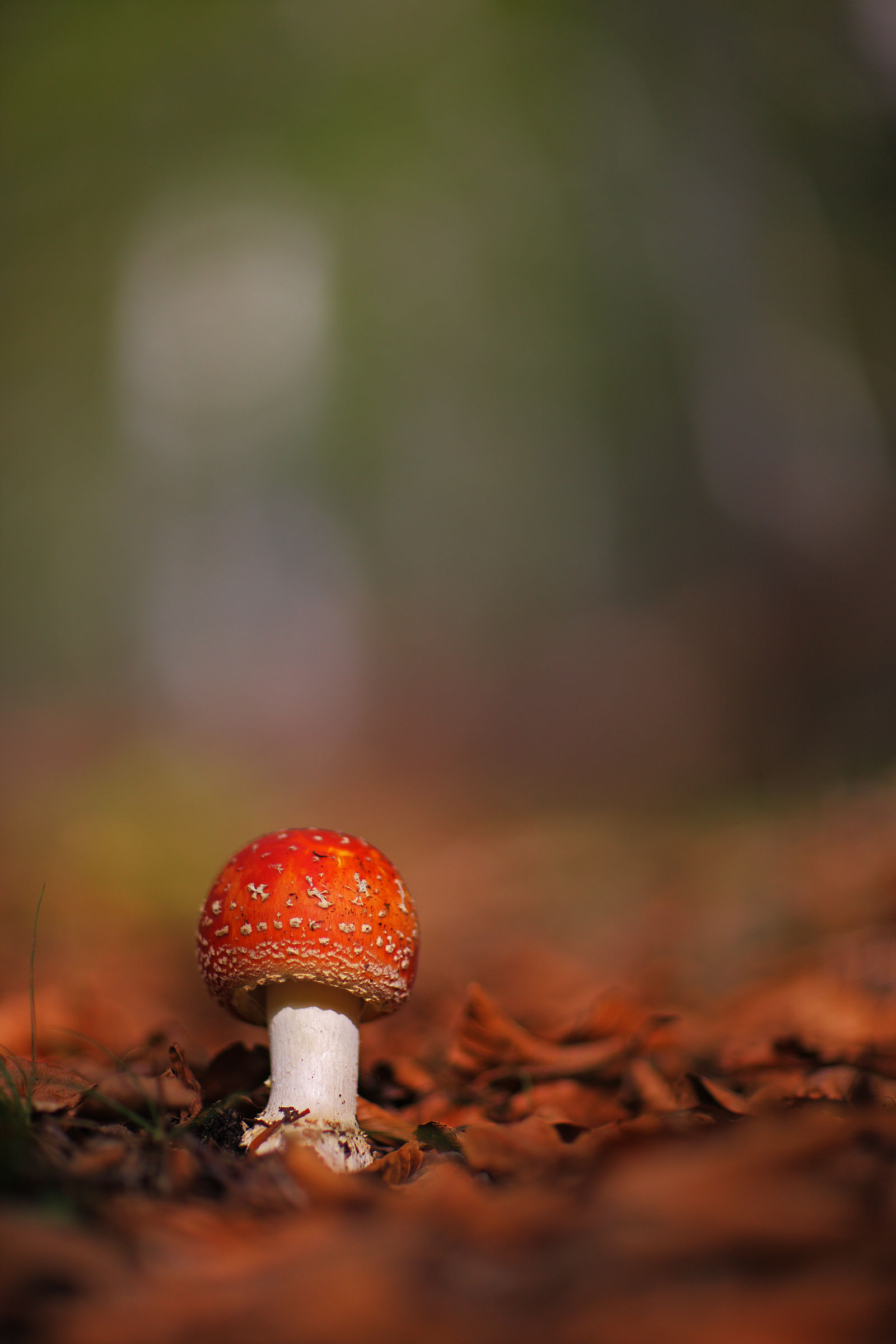 Amanita muscaria